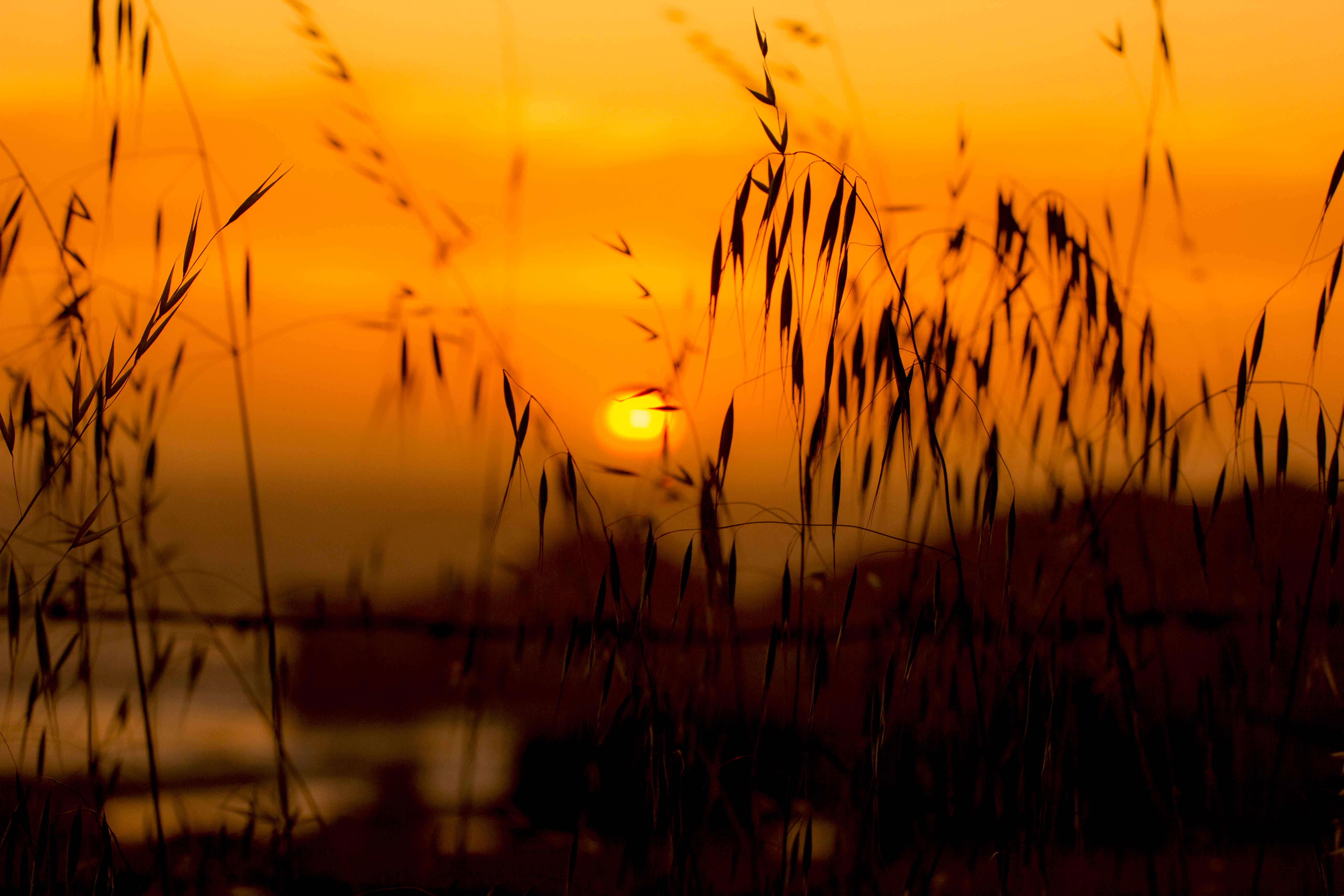 Grass Sunset Sun Lake Dark
