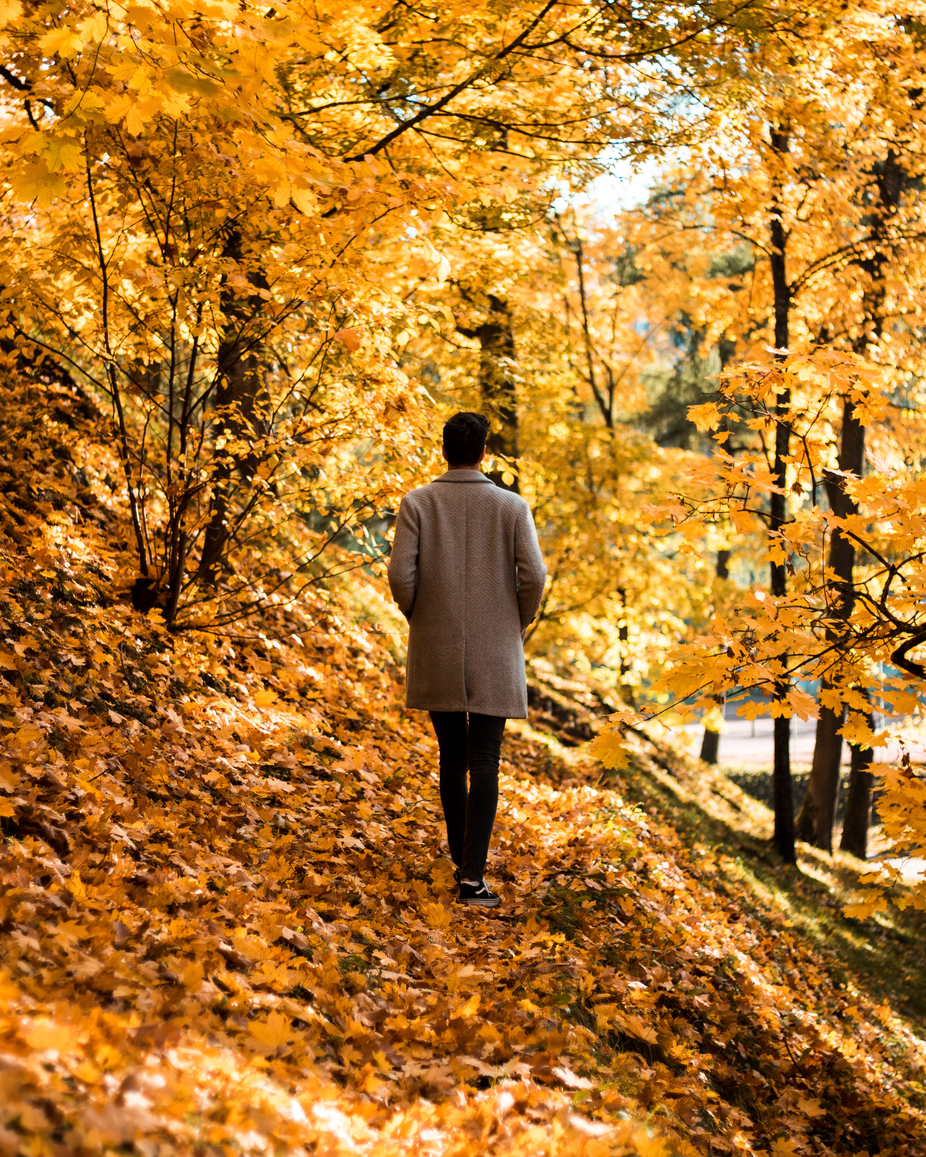 Guy Coat Alone Park Trees Leaves Autumn