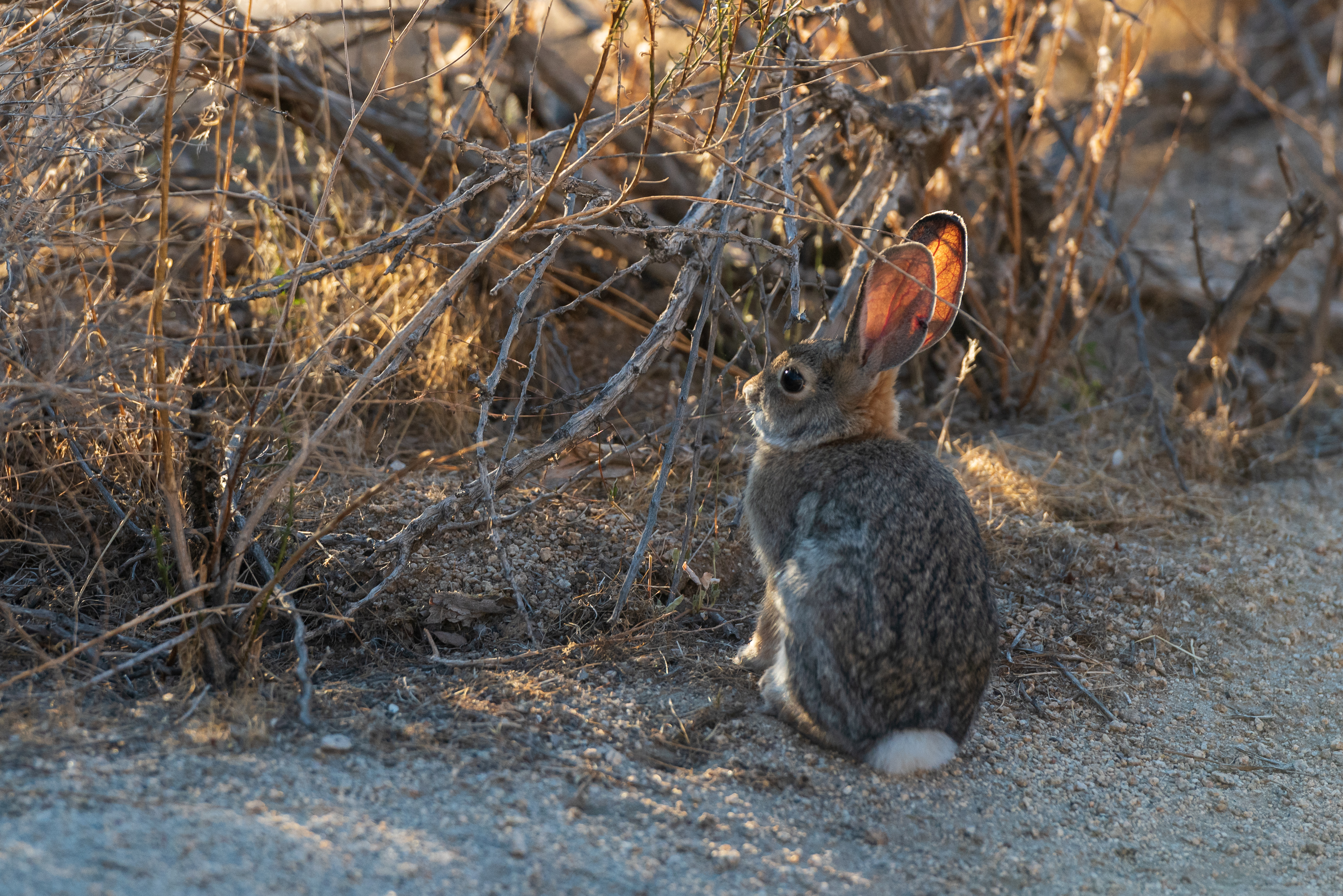 Hare Animal Cute Wildlife