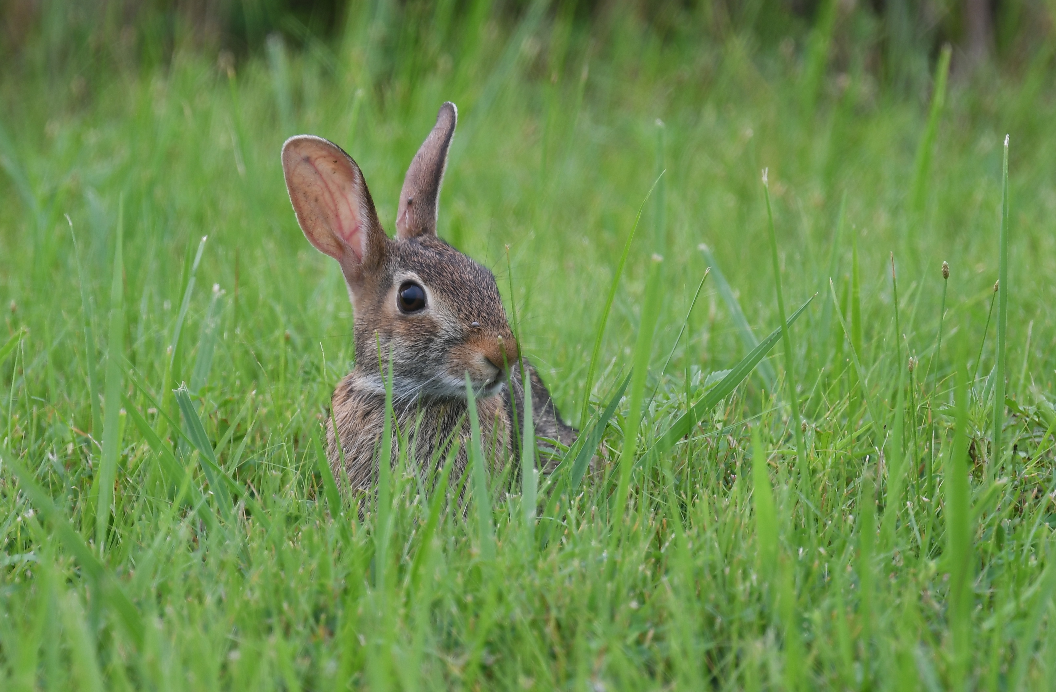 Hare Animal Glance Grass Wildlife