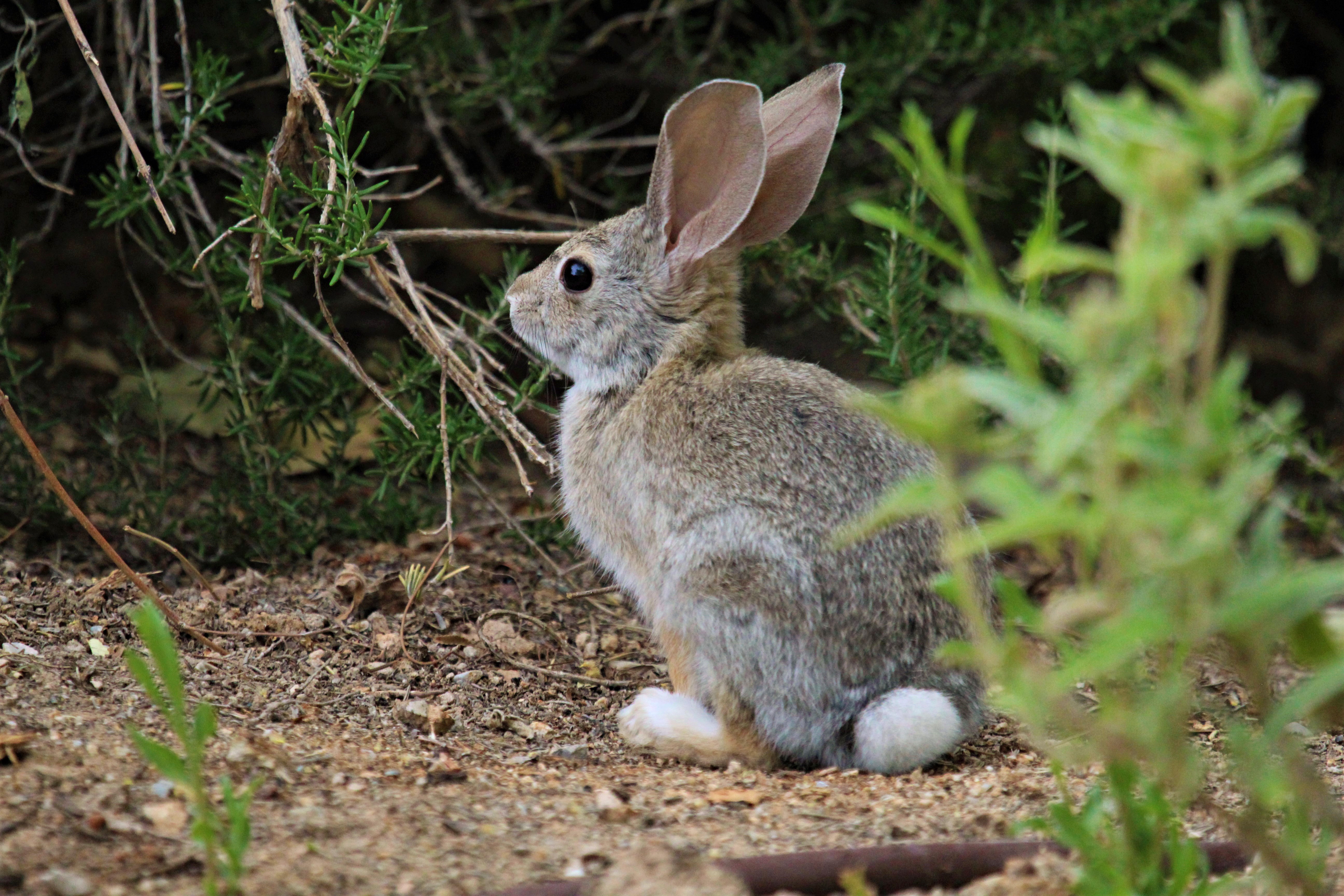 Hare Animal Plant Wildlife