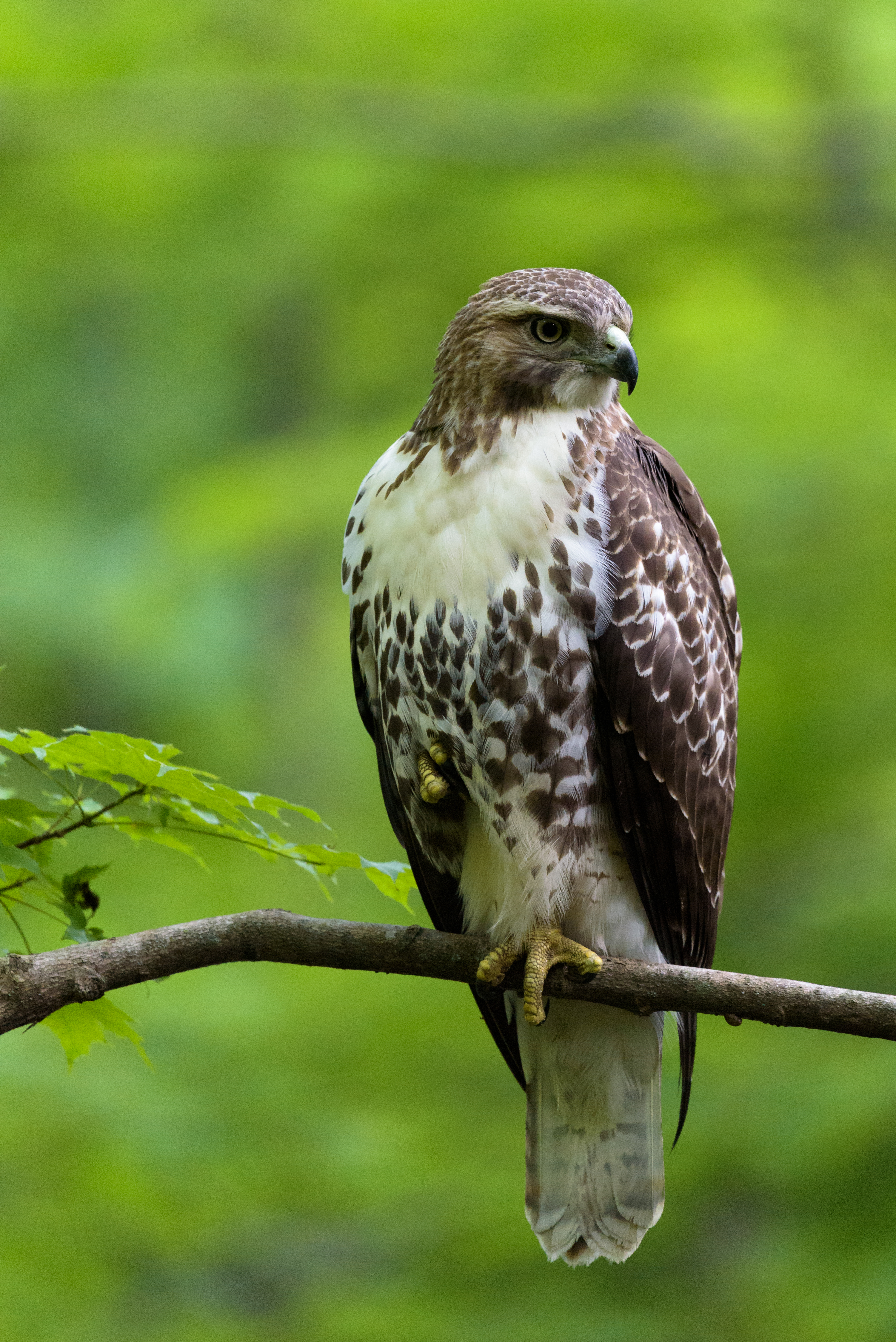 Hawk Bird Feathers Watching Branch Wildlife