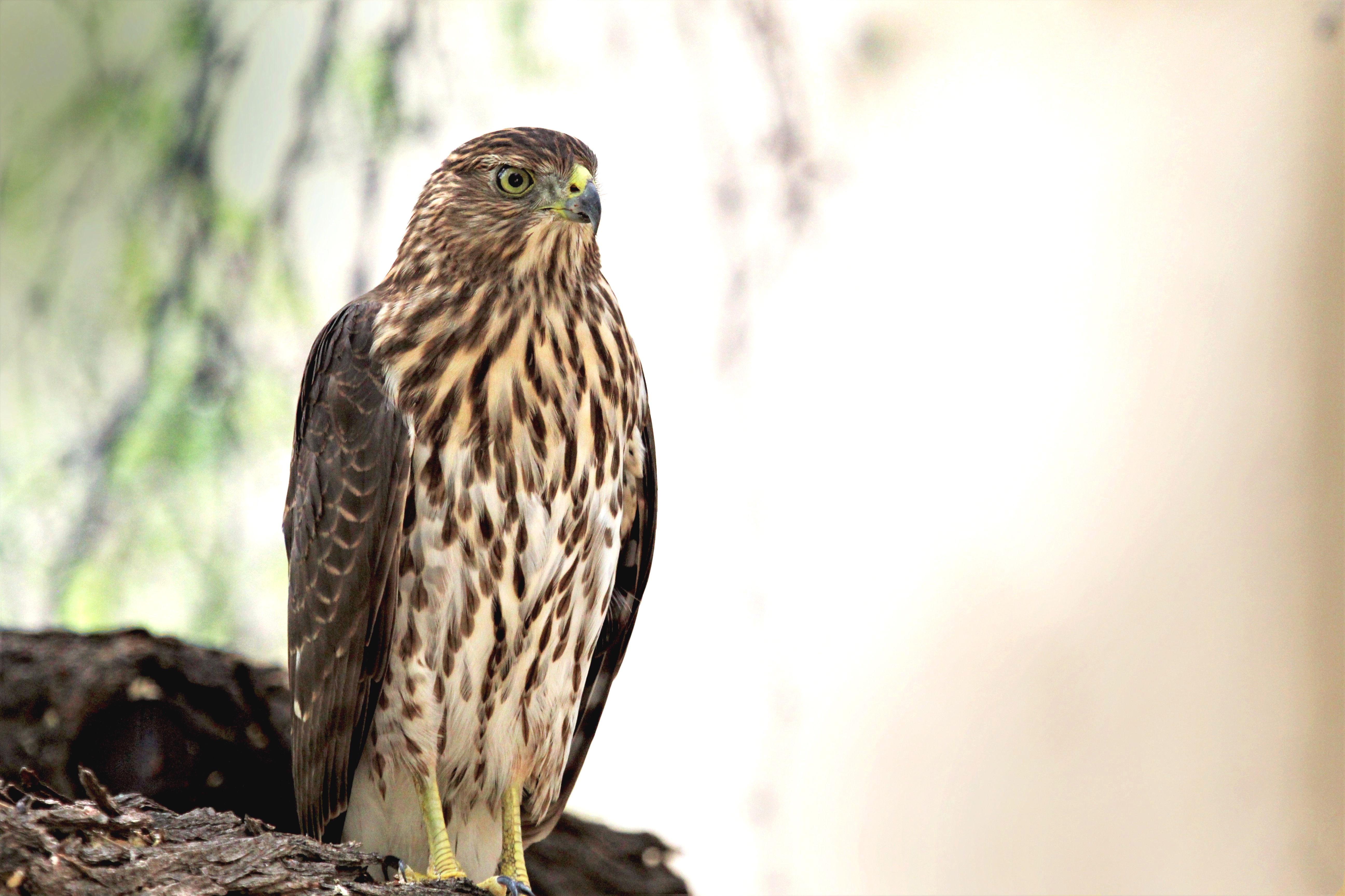 Hawk Bird Glance Wildlife