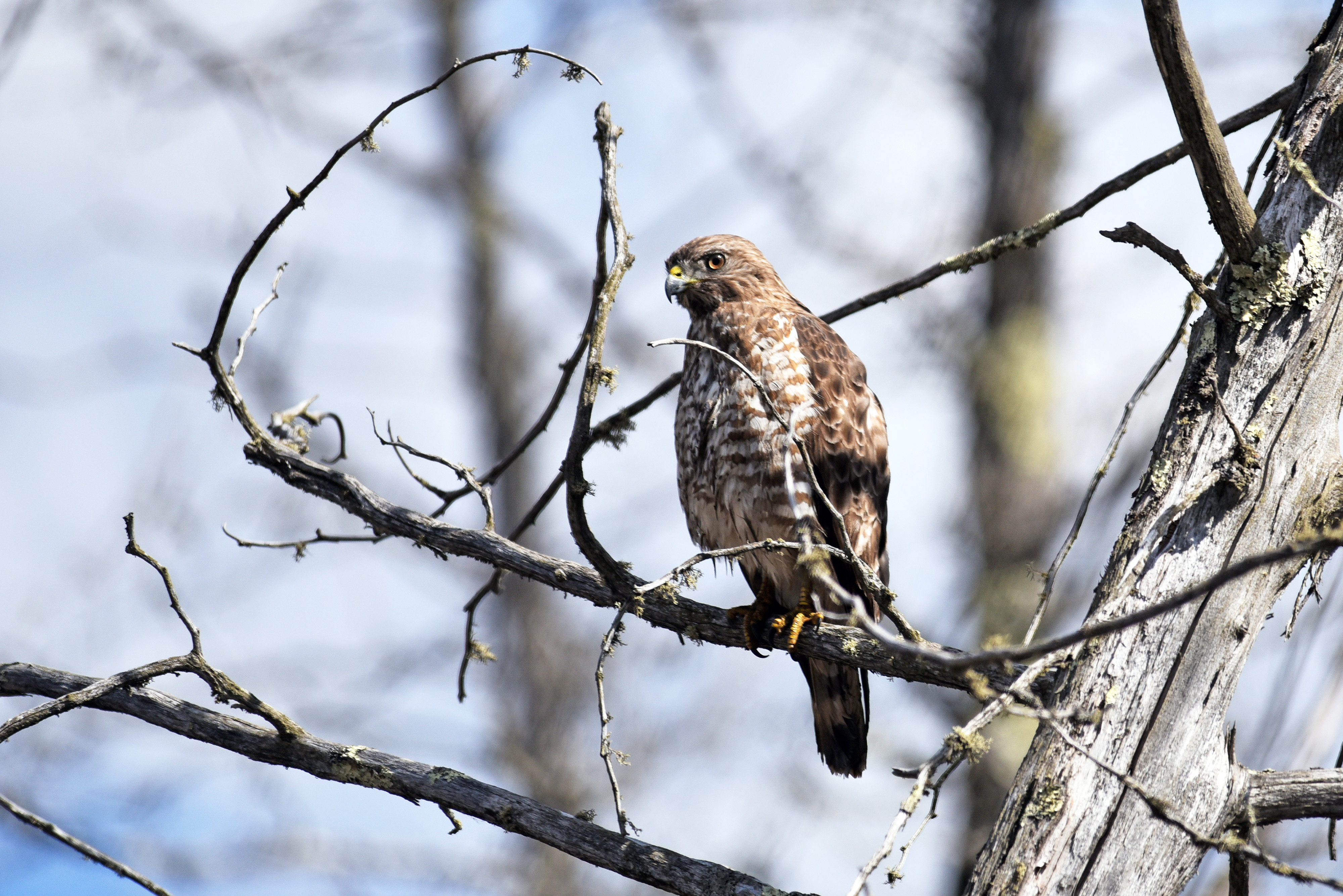 Hawk Bird Predator Brown Branch Wildlife