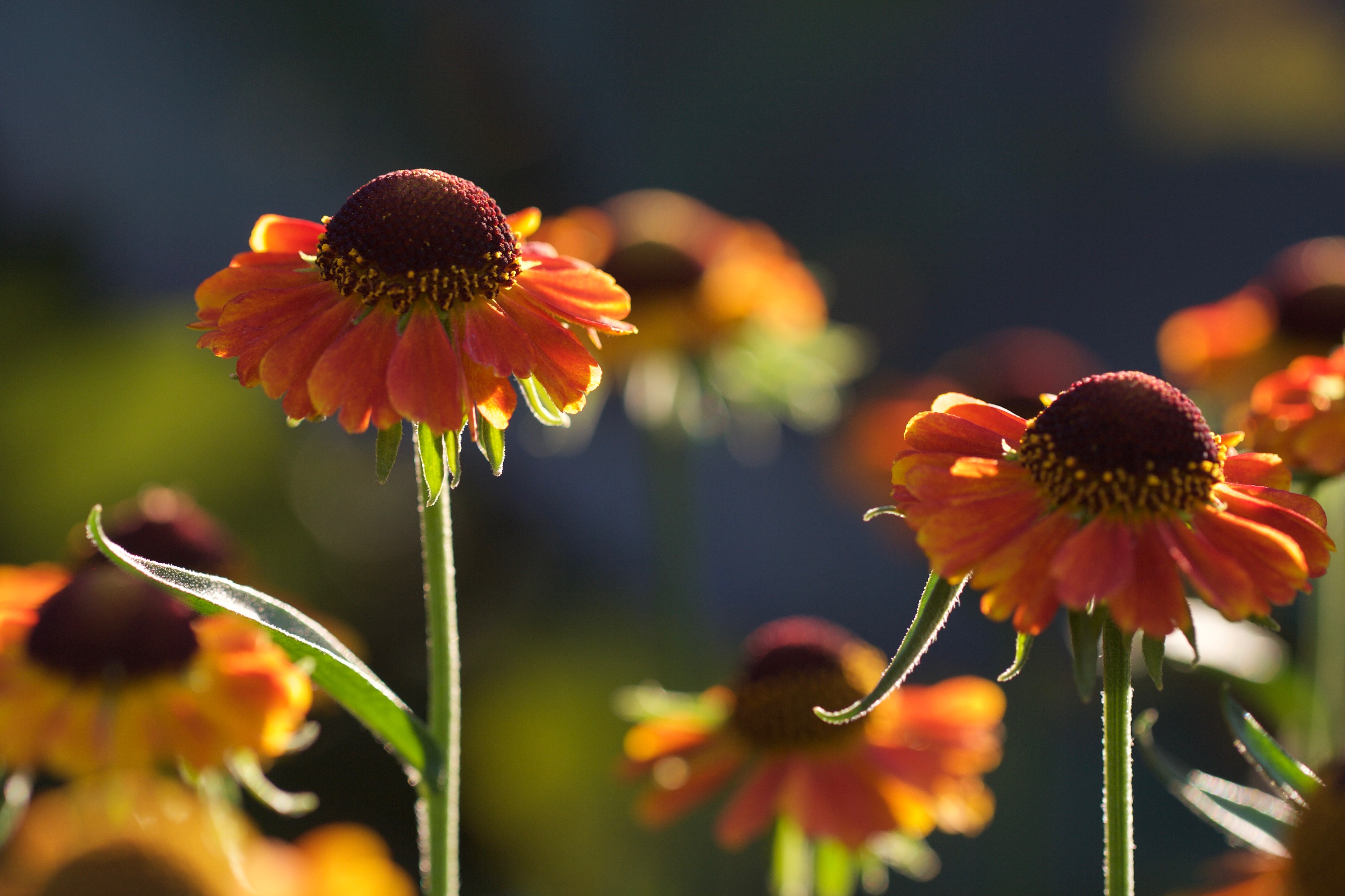 Helenium Flowers Petals Orange Macro