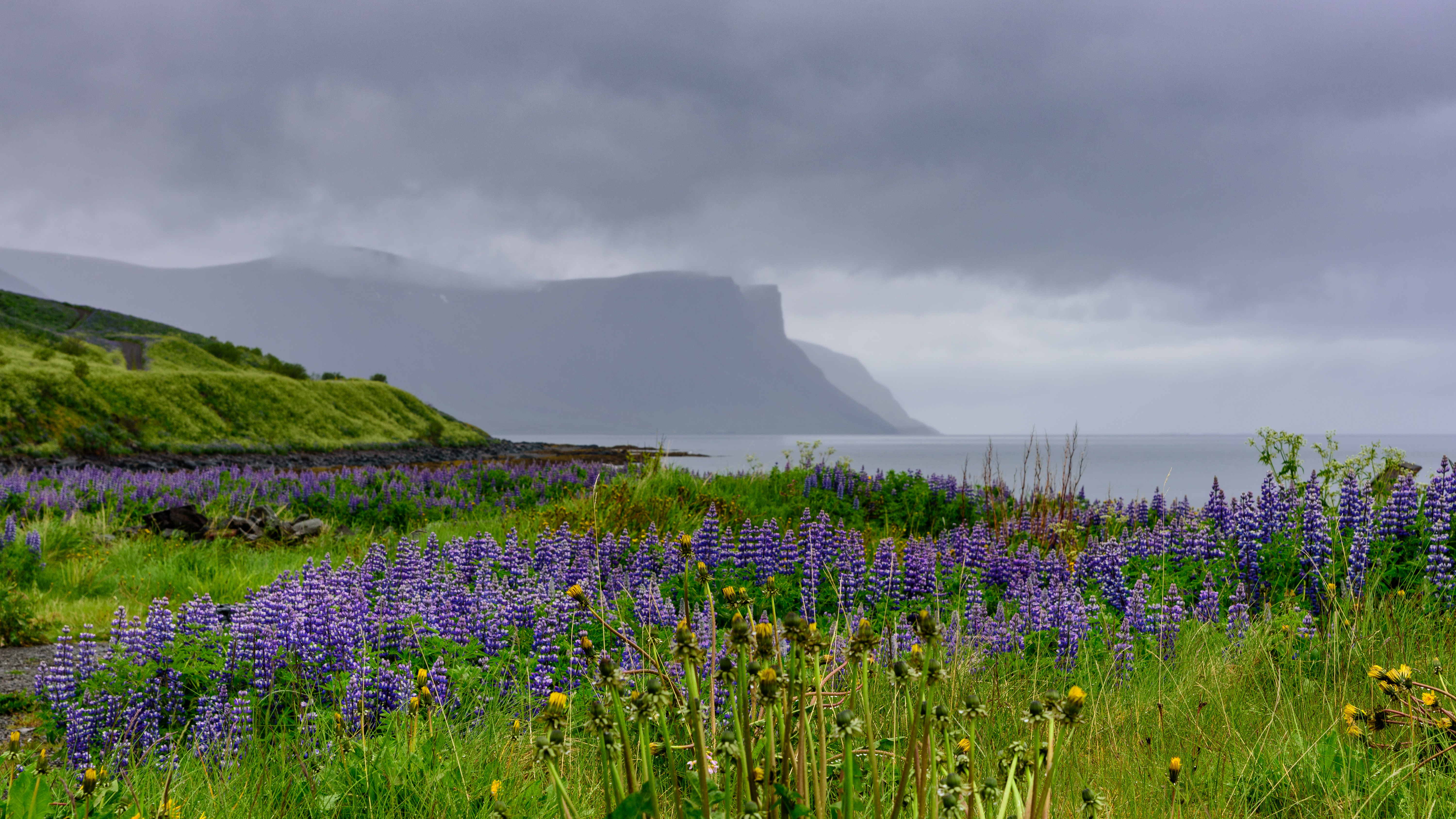 Hills Field Lupins Flowers Landscape