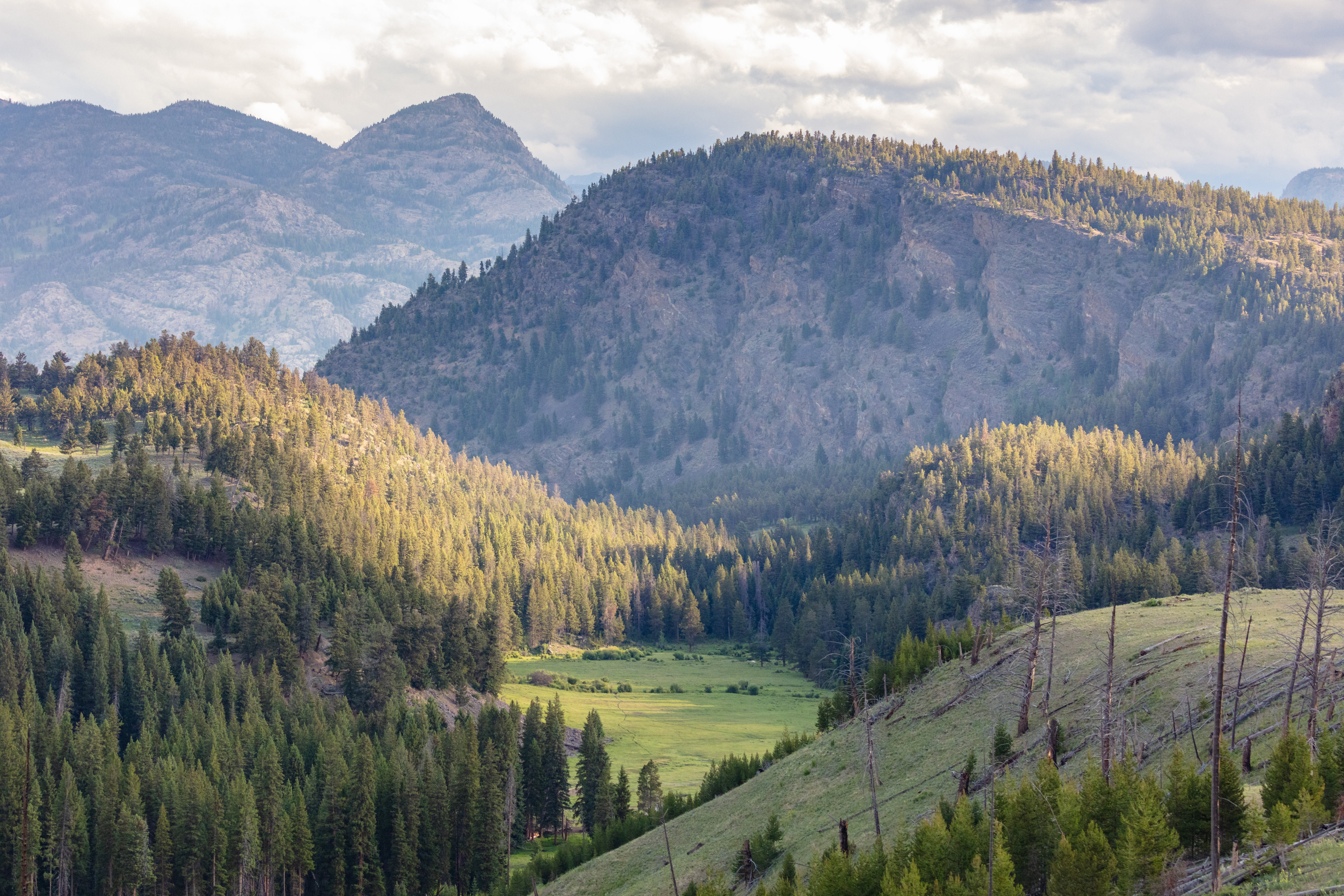 Hills Forest Trees Landscape