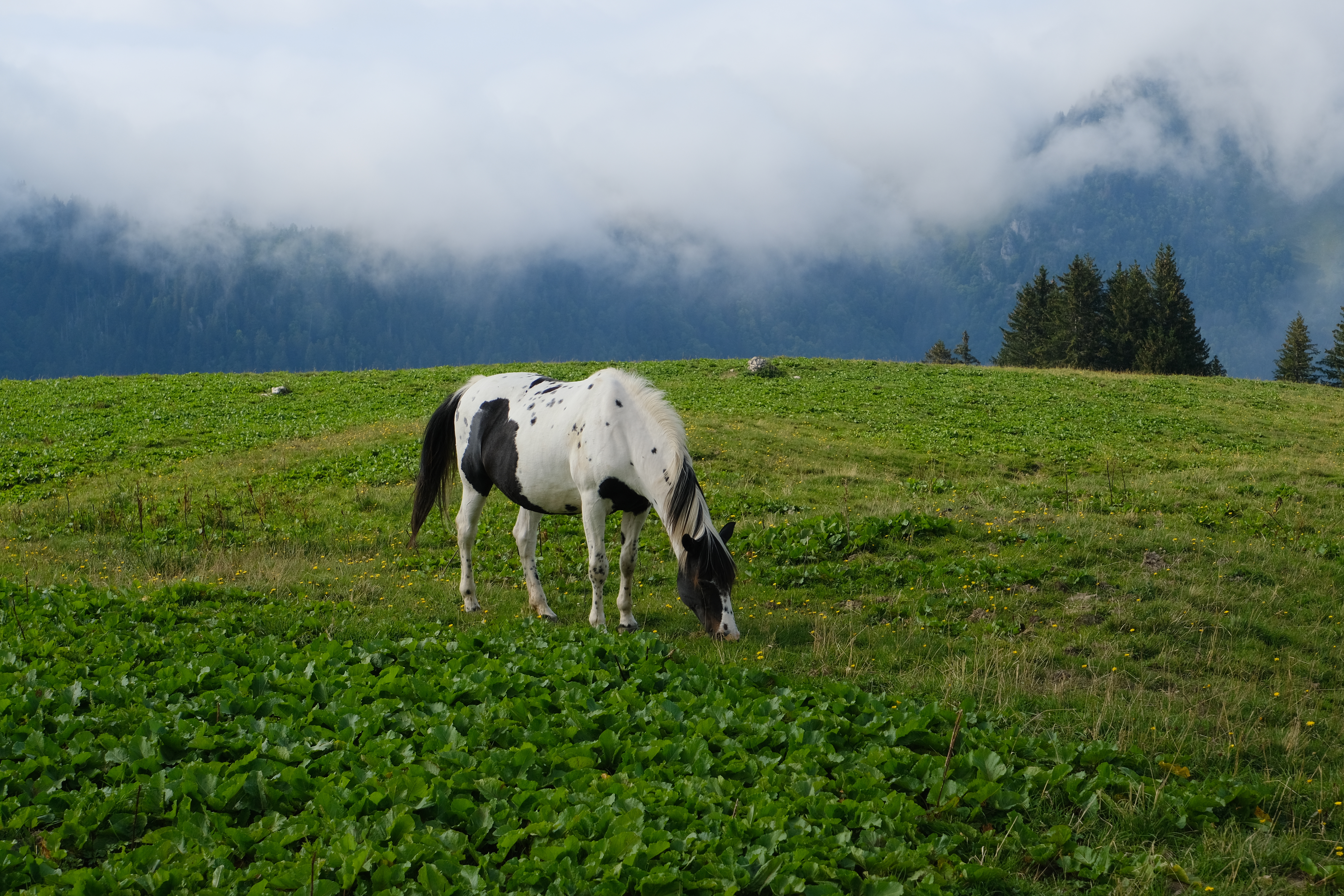 Horse Animal Grass Field Nature