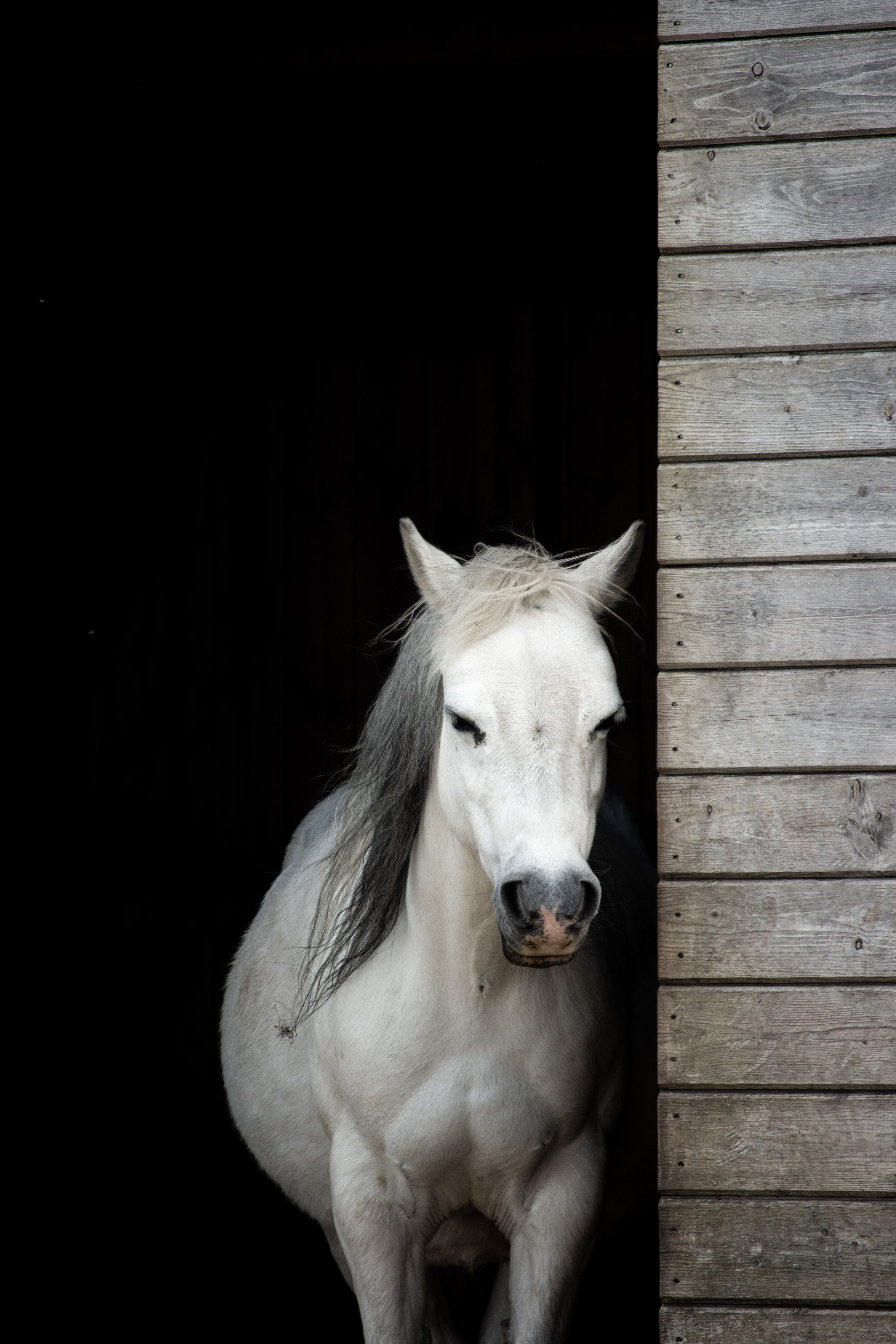 Horse Animal White Stable