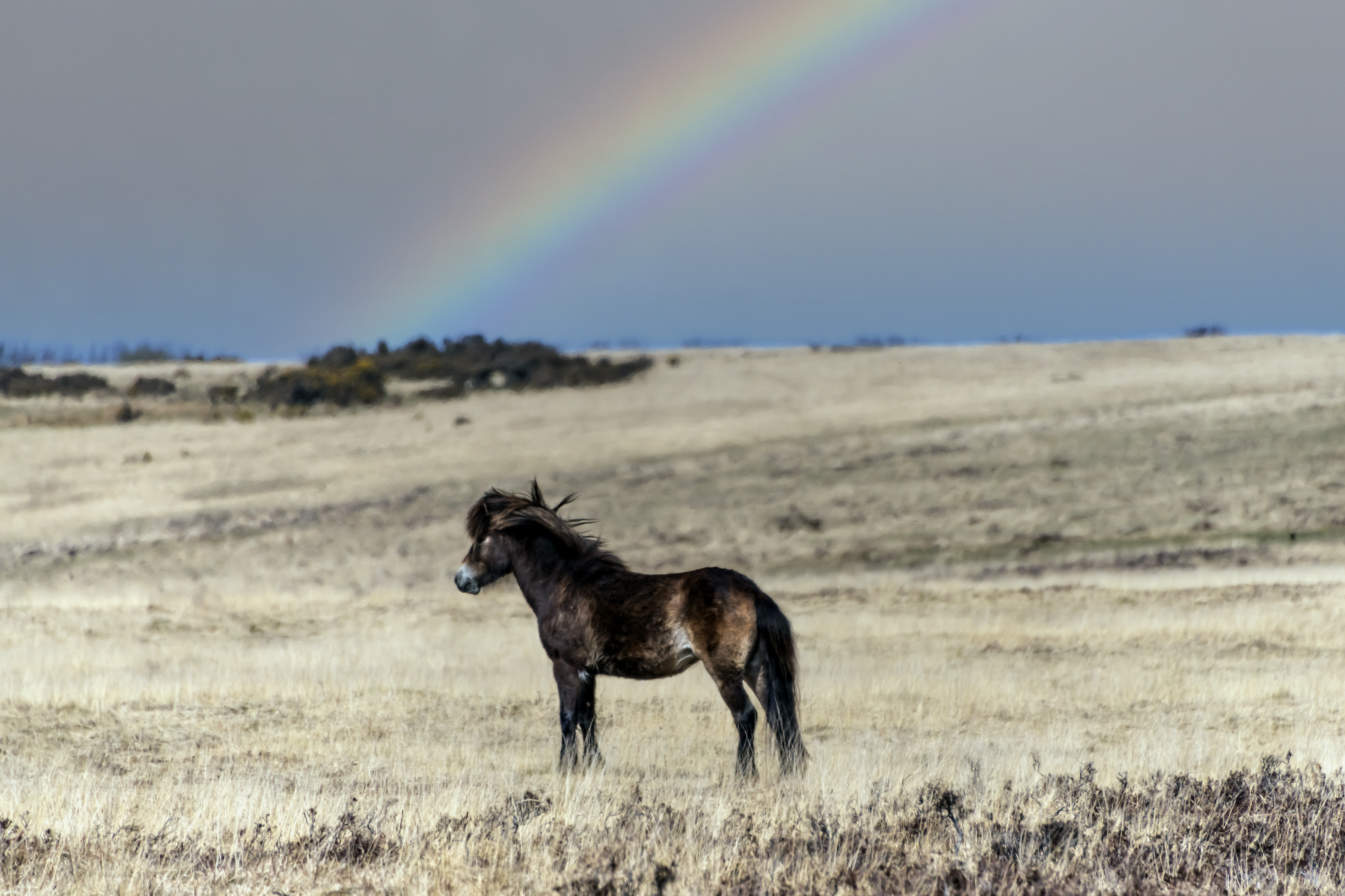 Horse Cub Animal Field Rainbow