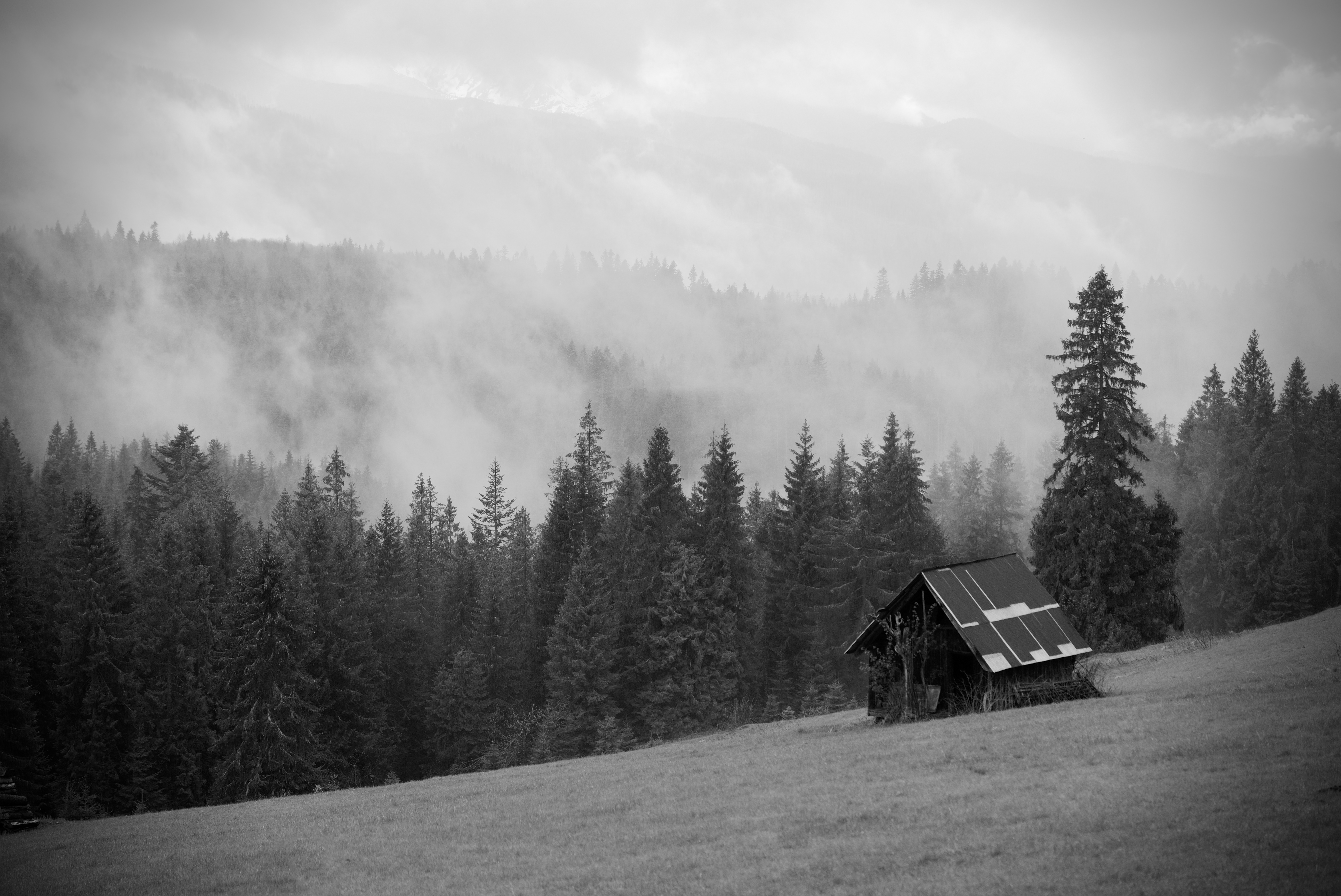 House Forest Trees Fog Nature Black-and-white