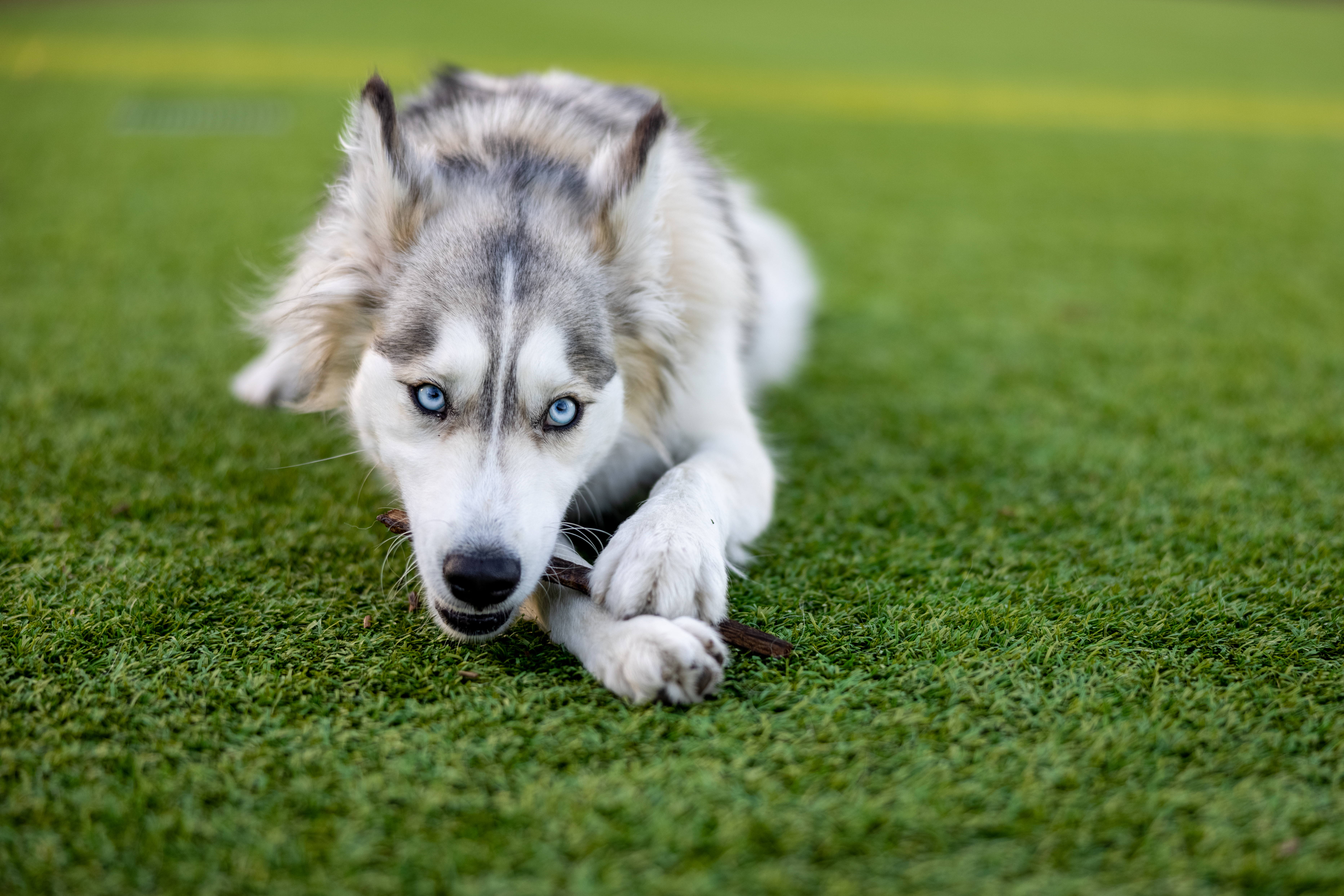 Husky Dog Pet Play