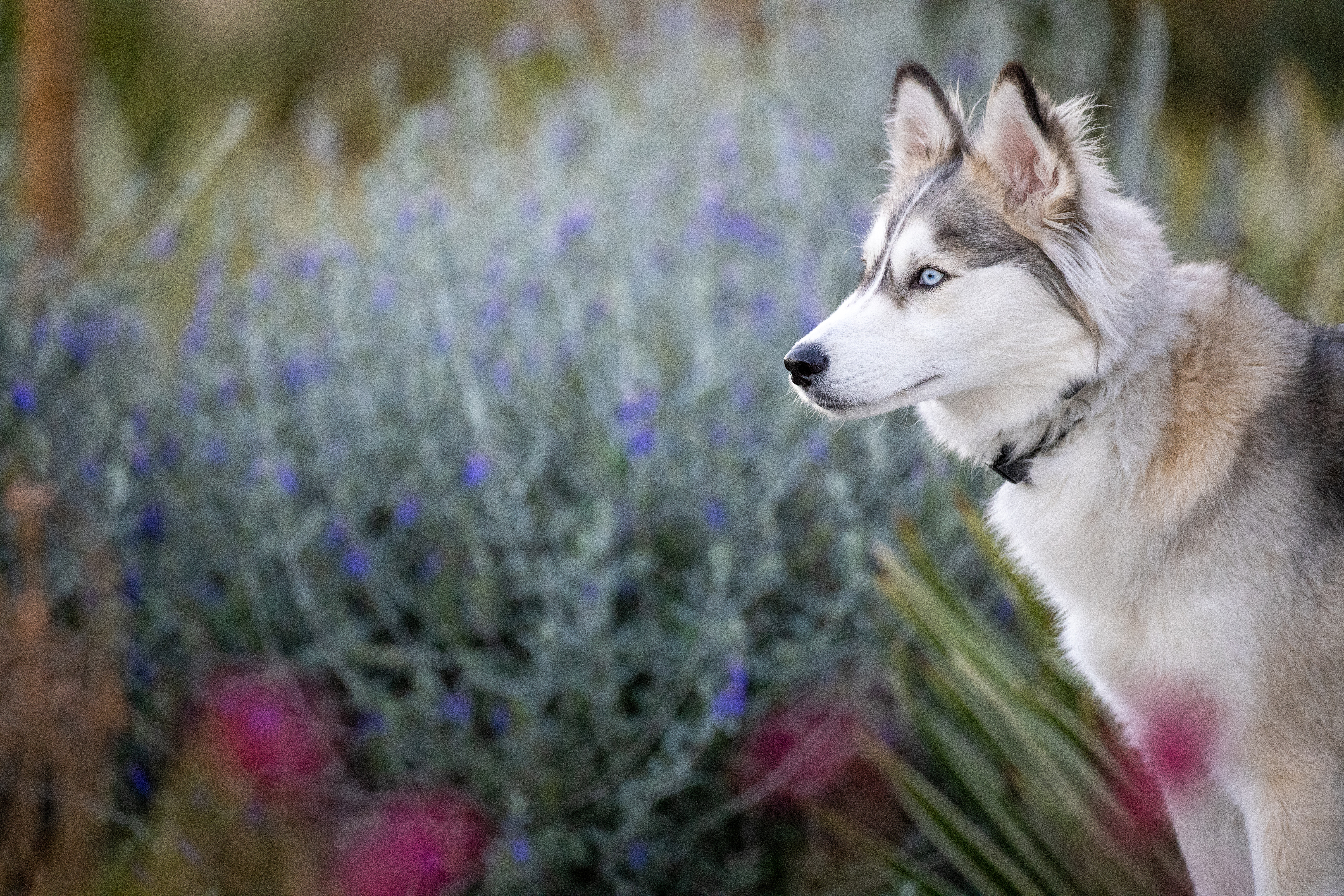 Husky Glance Dog Animal Pet