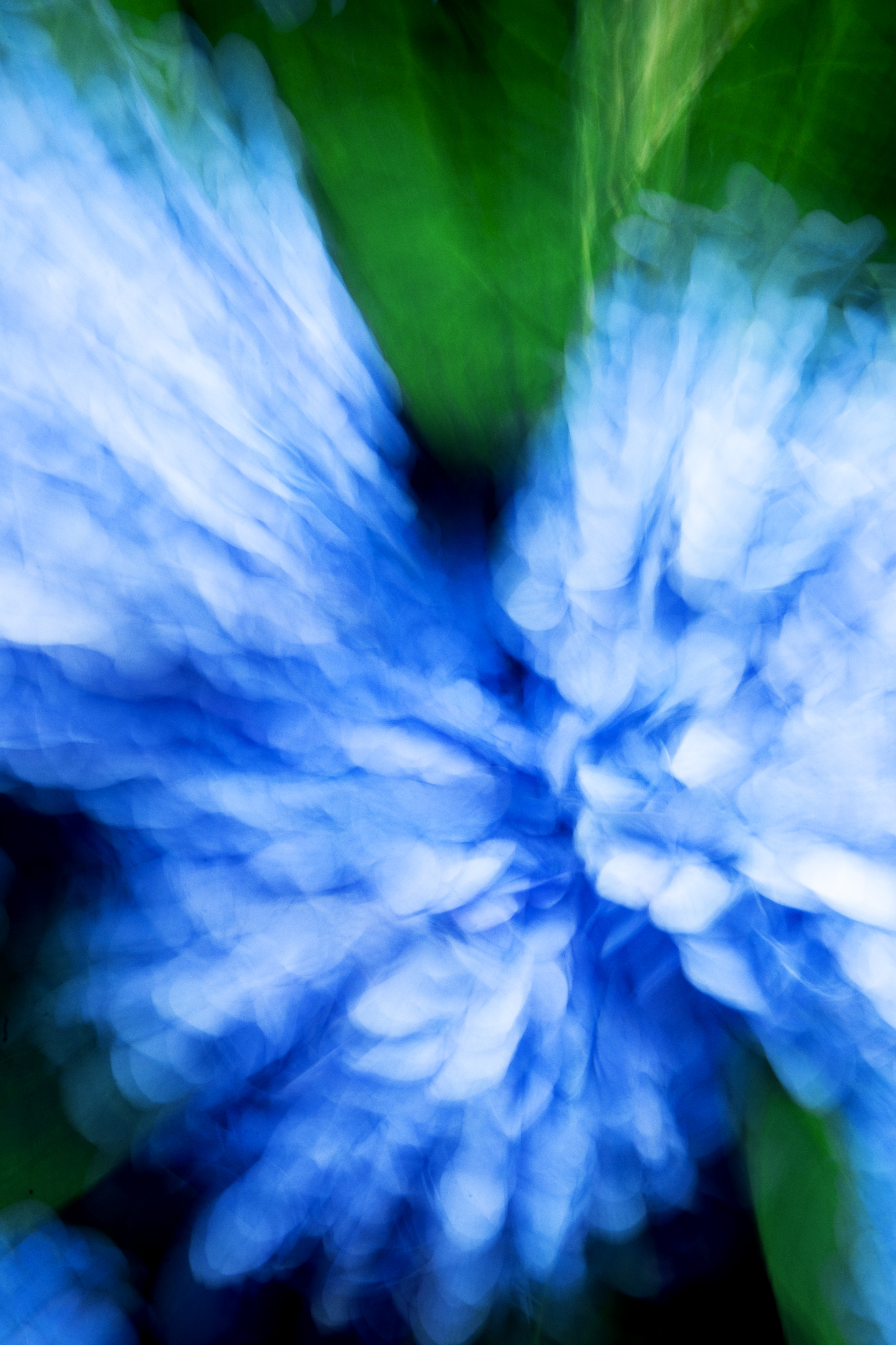 Hydrangea Flowers Blur Abstraction Blue