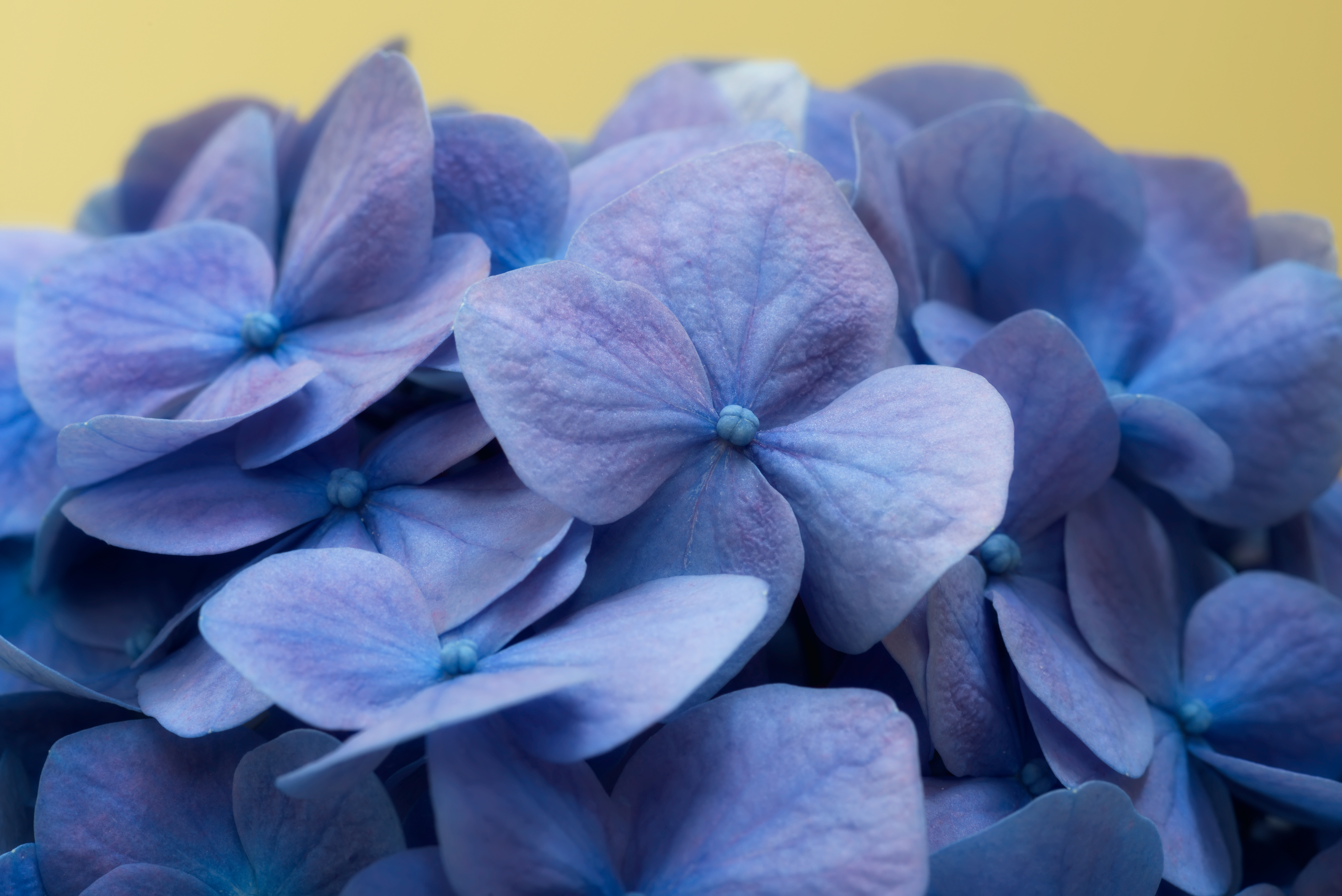 Hydrangea Flowers Petals Macro Blue