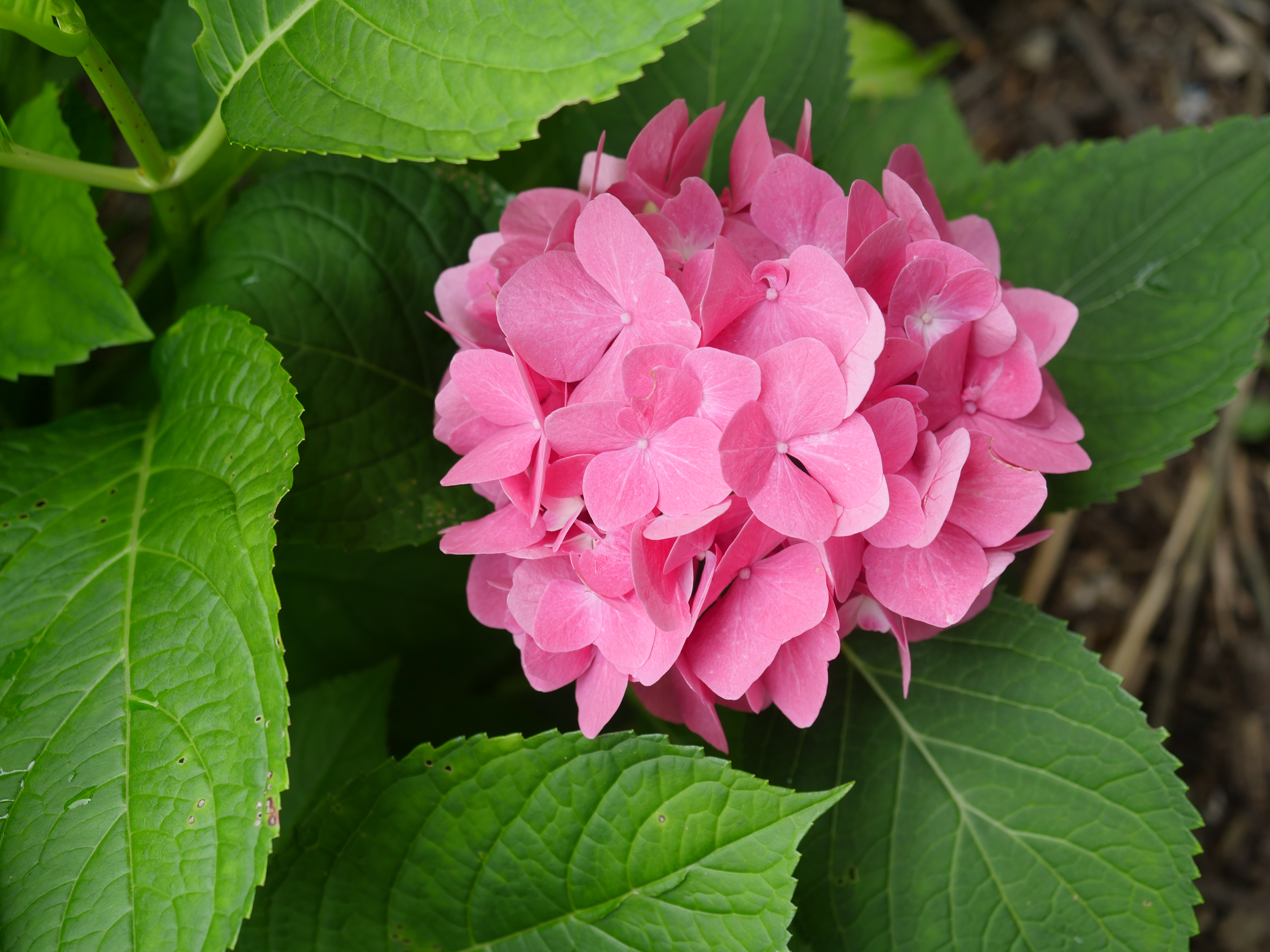 Hydrangea Flowers Petals Pink Leaves Macro