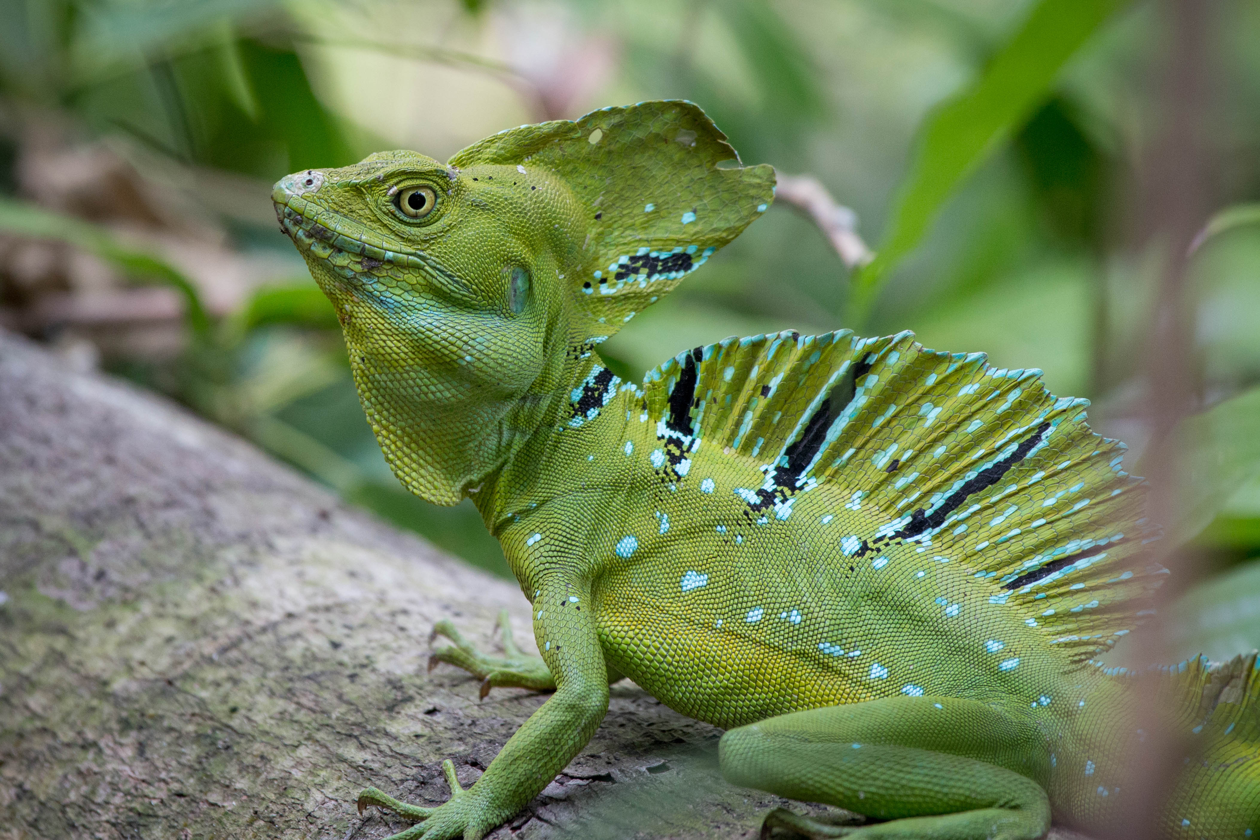 Iguana Reptile Lizard Green