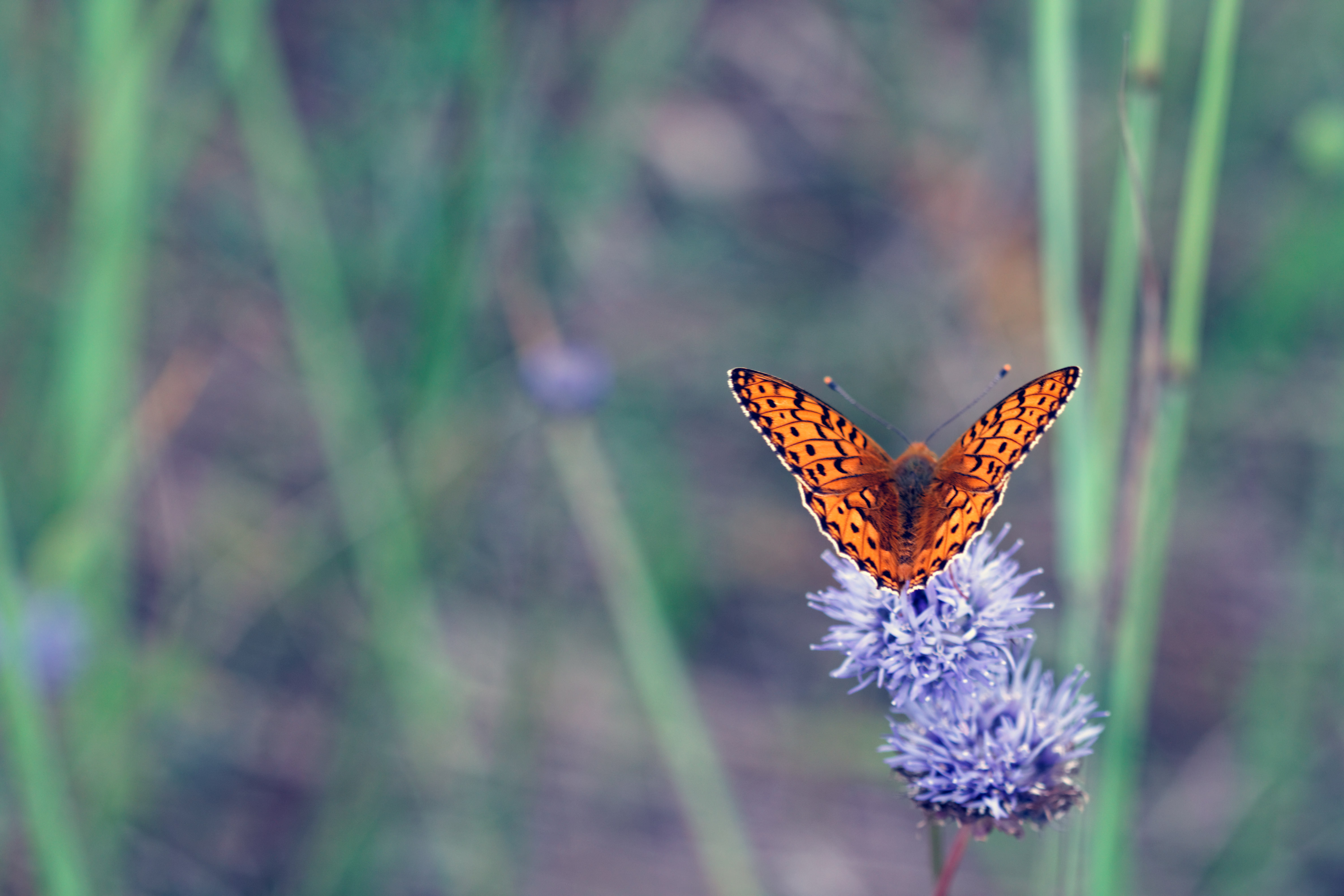 Insect Butterfly Flowers Macro