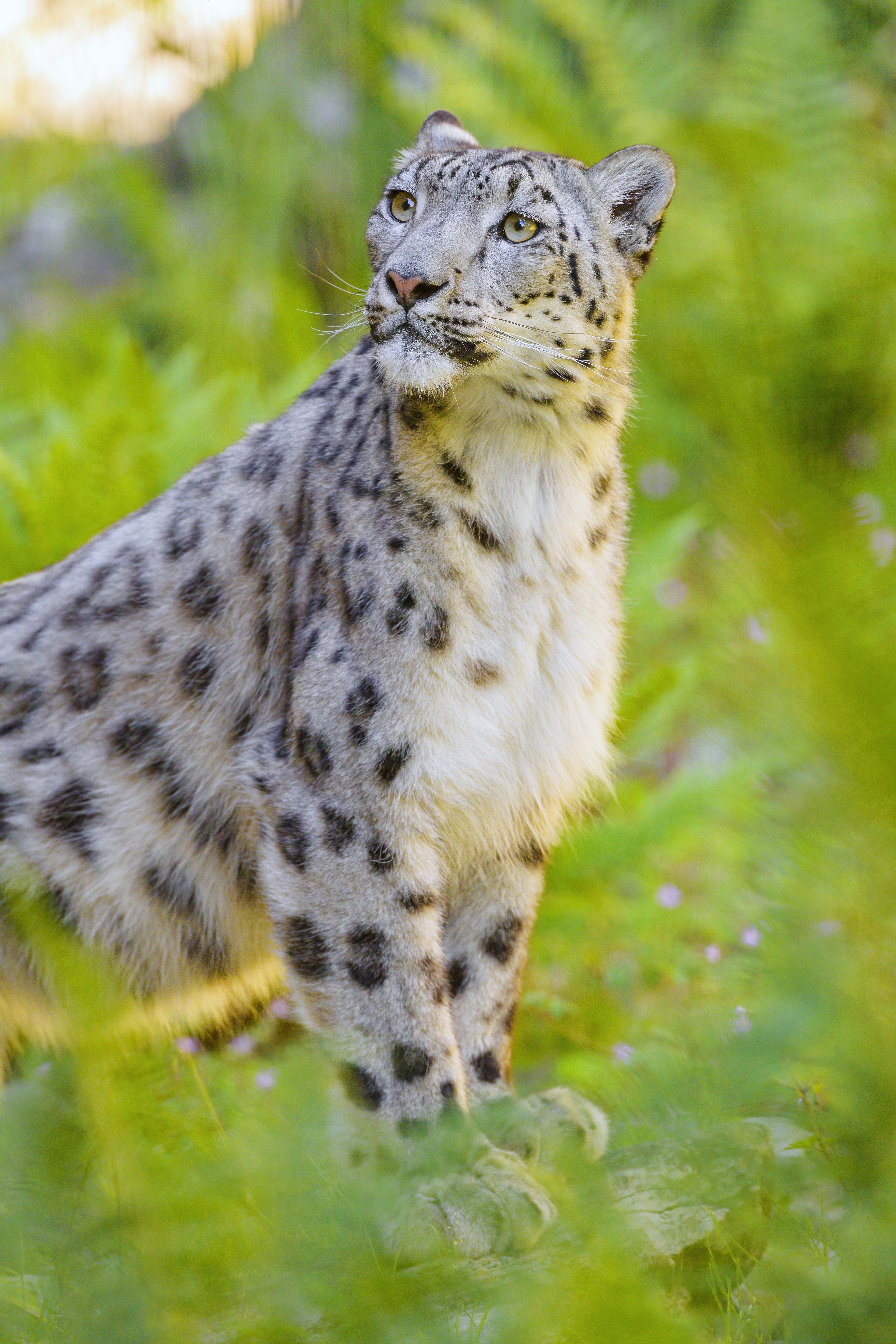 Irbis Snow-leopard Animal Predator Big-cat Glance