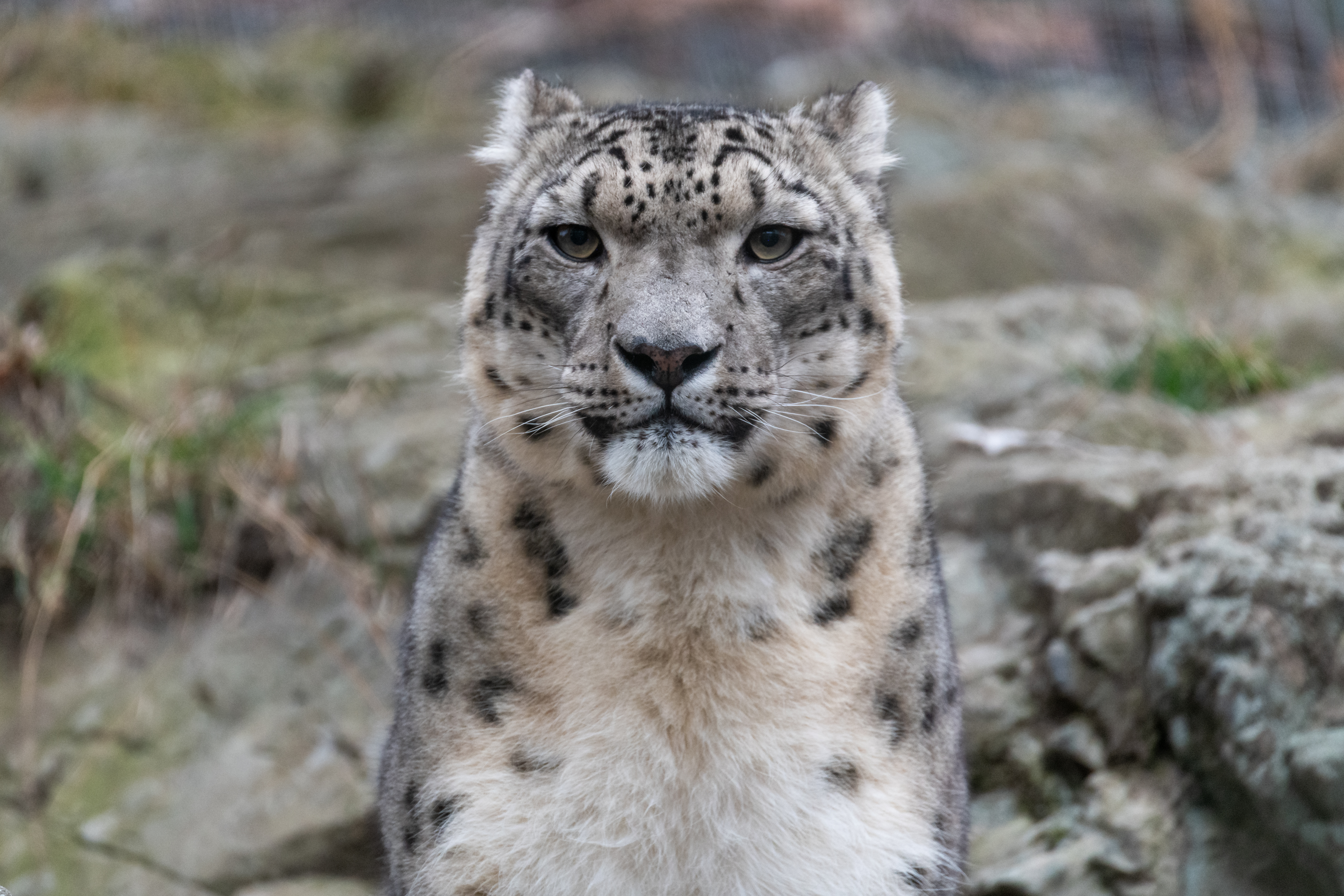 Irbis Snow-leopard Animal Predator Glance