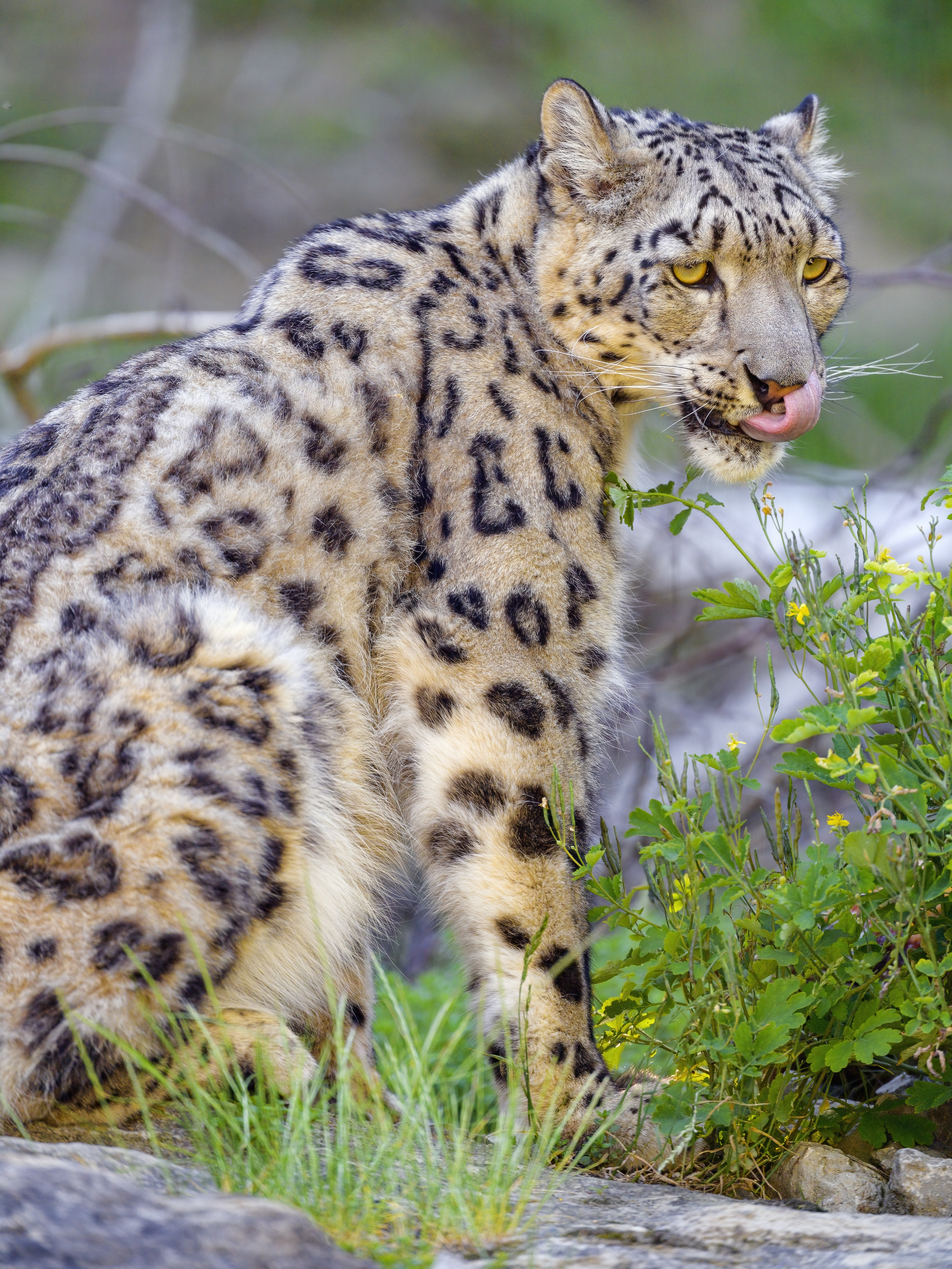 Irbis Snow-leopard Animal Predator Protruding-tongue Big-cat