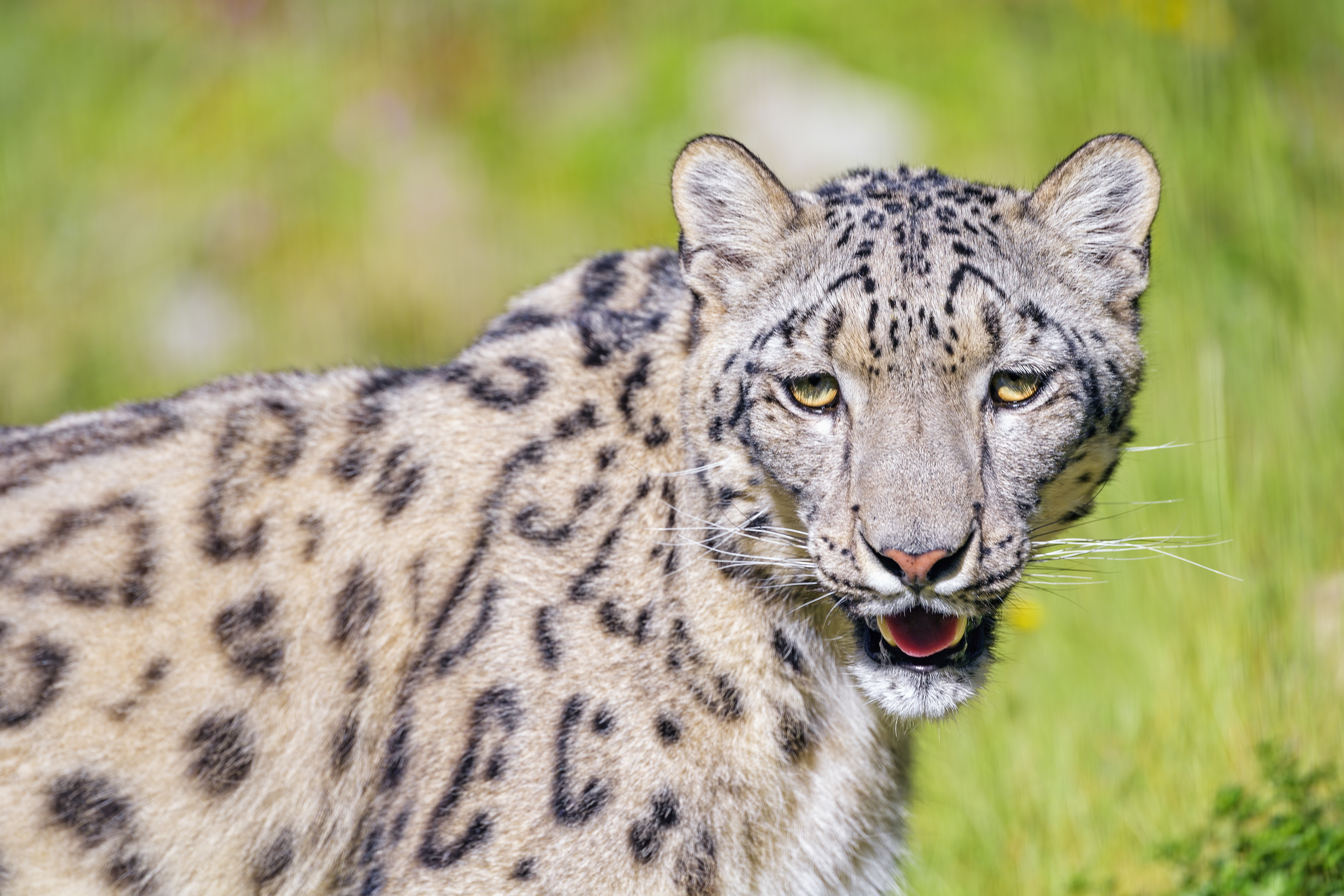 Irbis Snow-leopard Glance Animal Roar