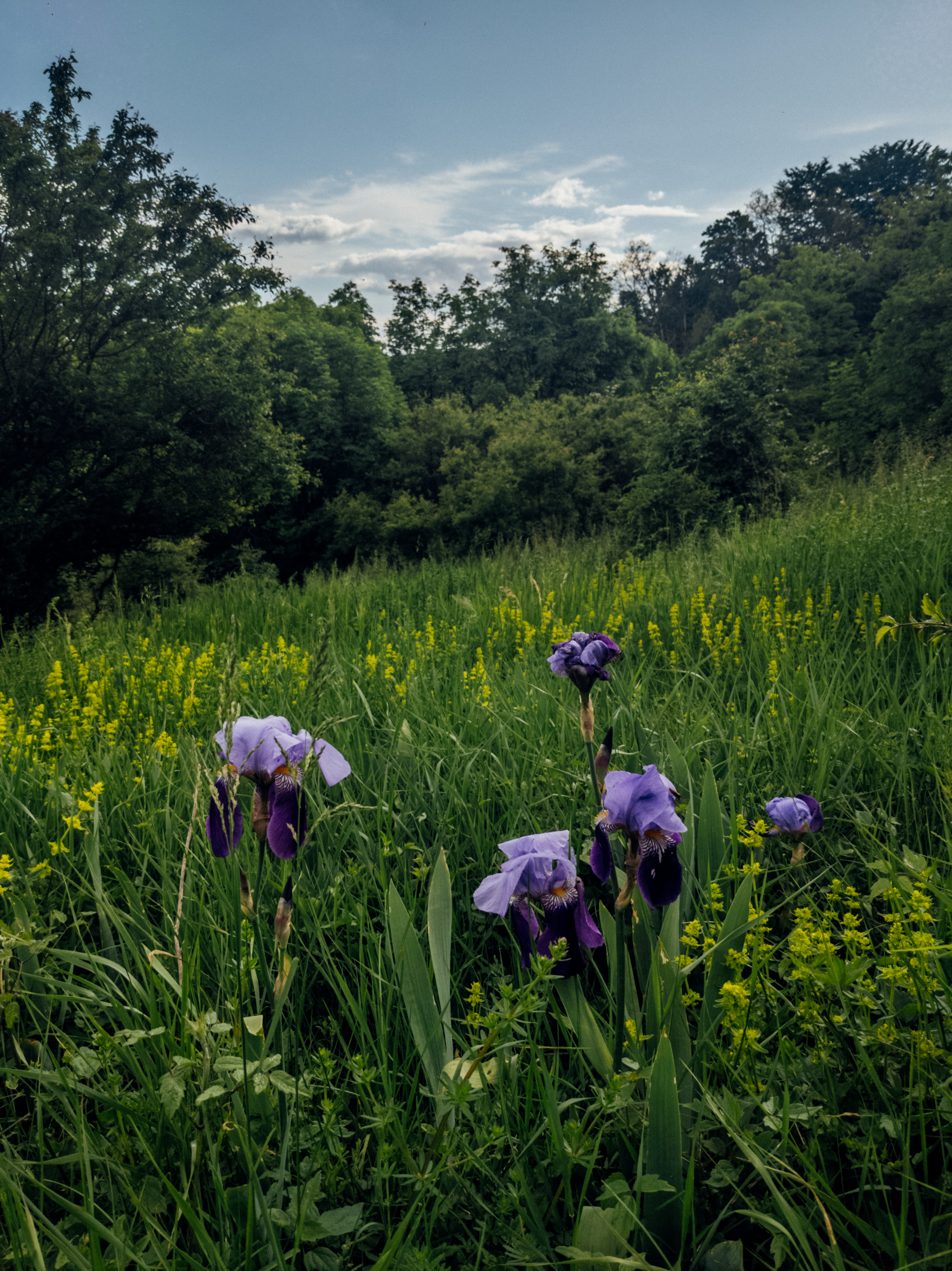 Irises Flowers Plants Grass Field