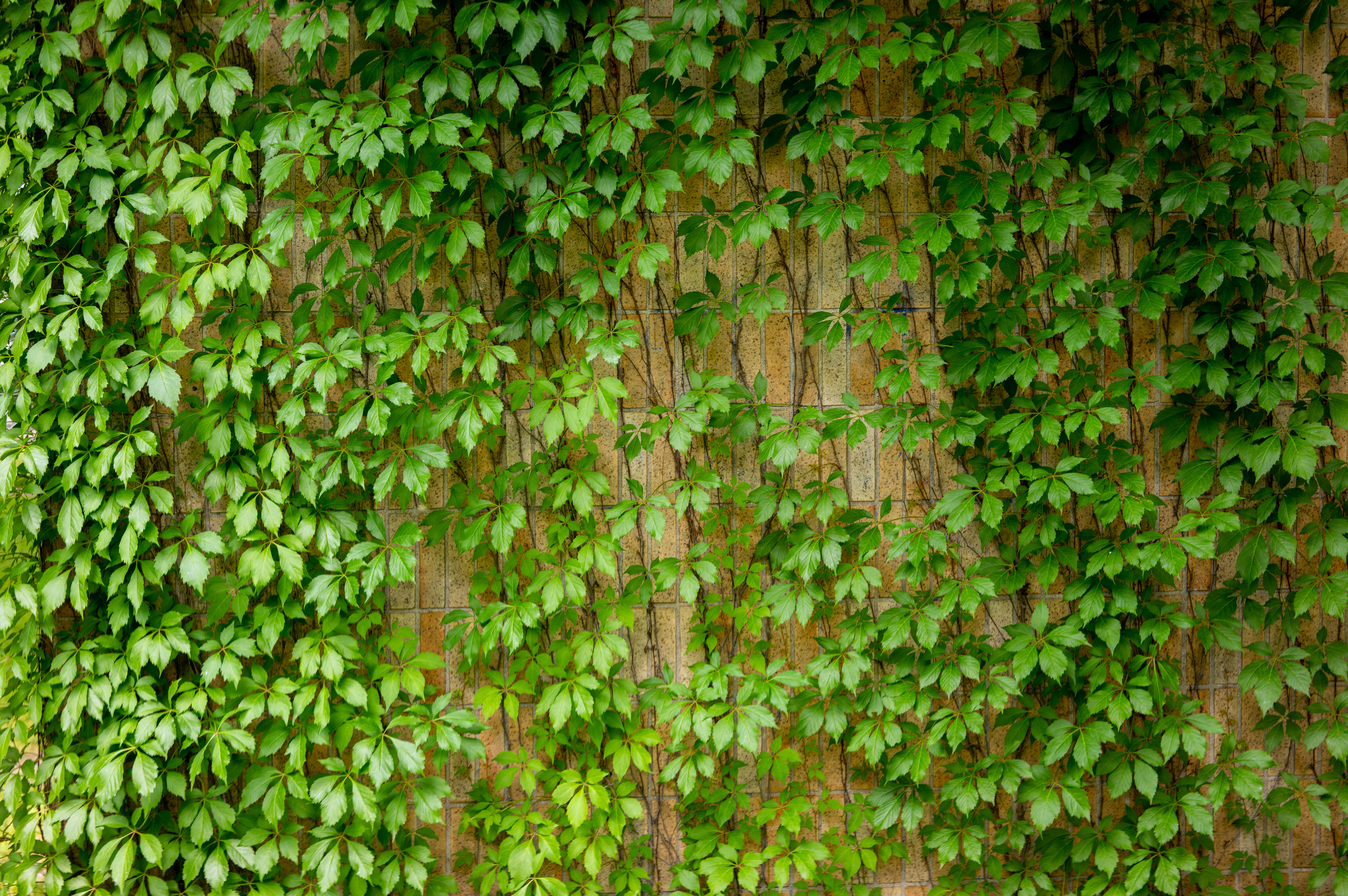 Ivy Leaves Macro Green