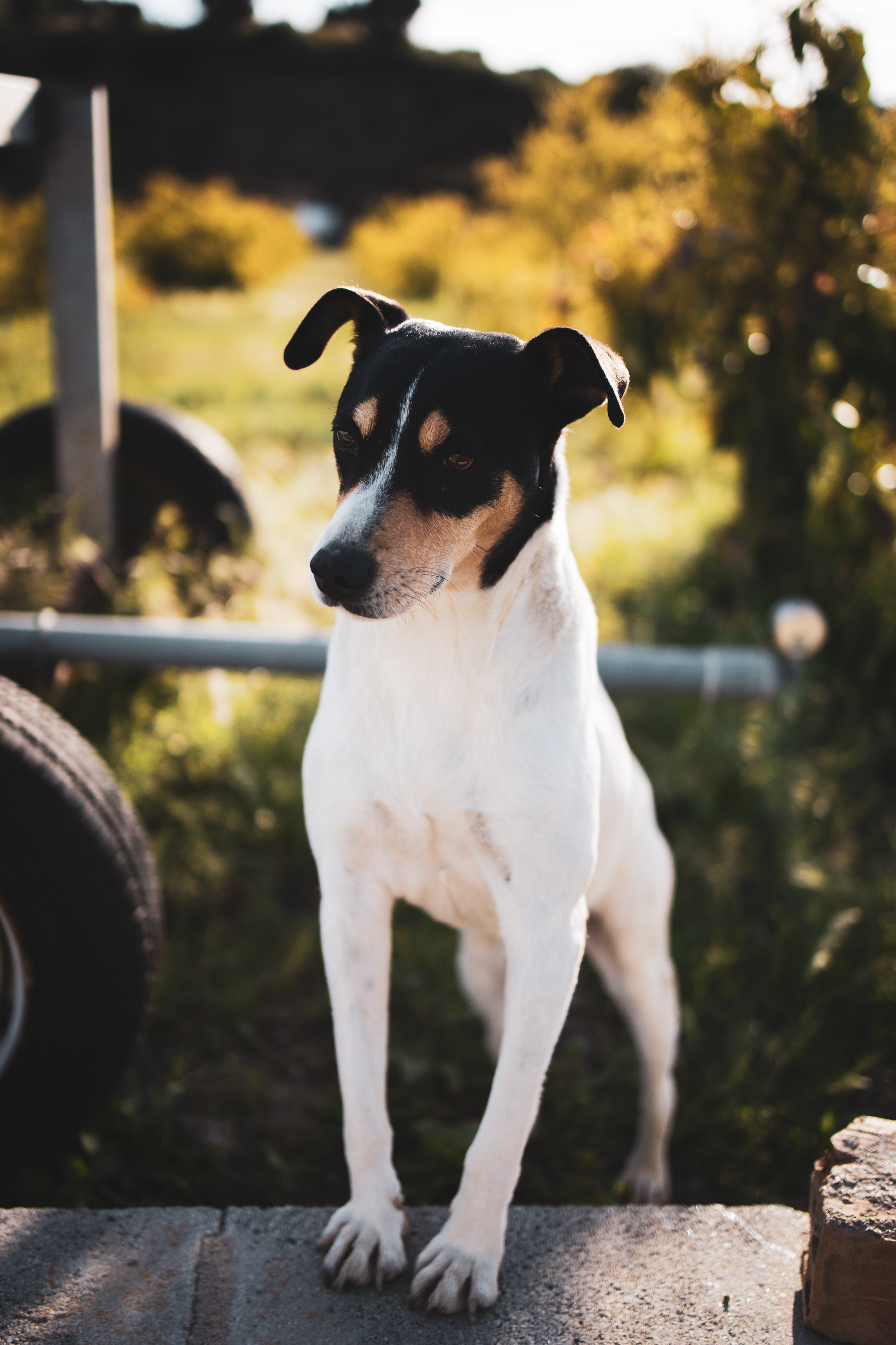Jack-russell-terrier Dog-like-mammal Animal Pet Cute