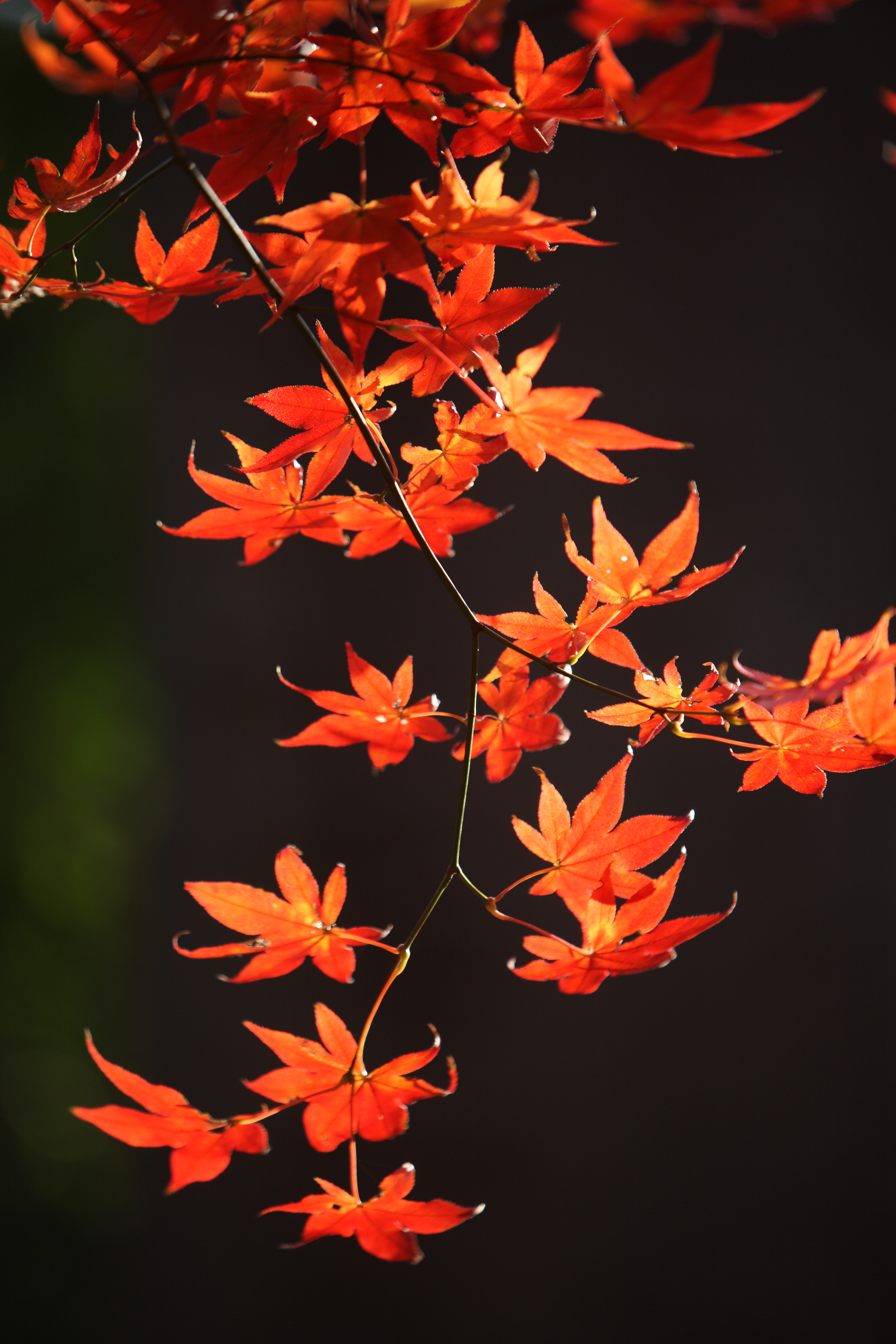 Japanese-maple Branch Leaves Red Macro