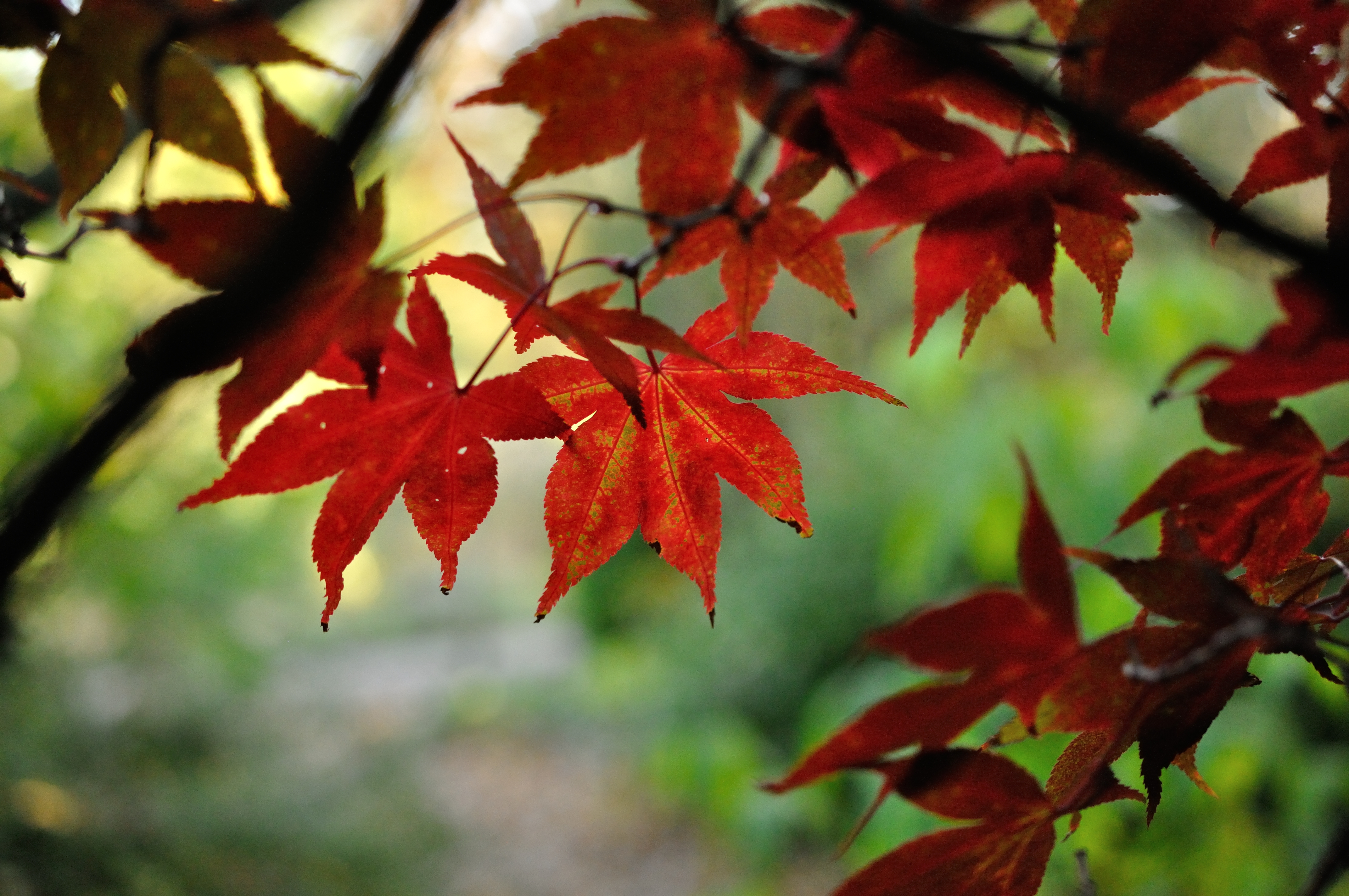 Japanese-maple Leaves Branches Red Macro