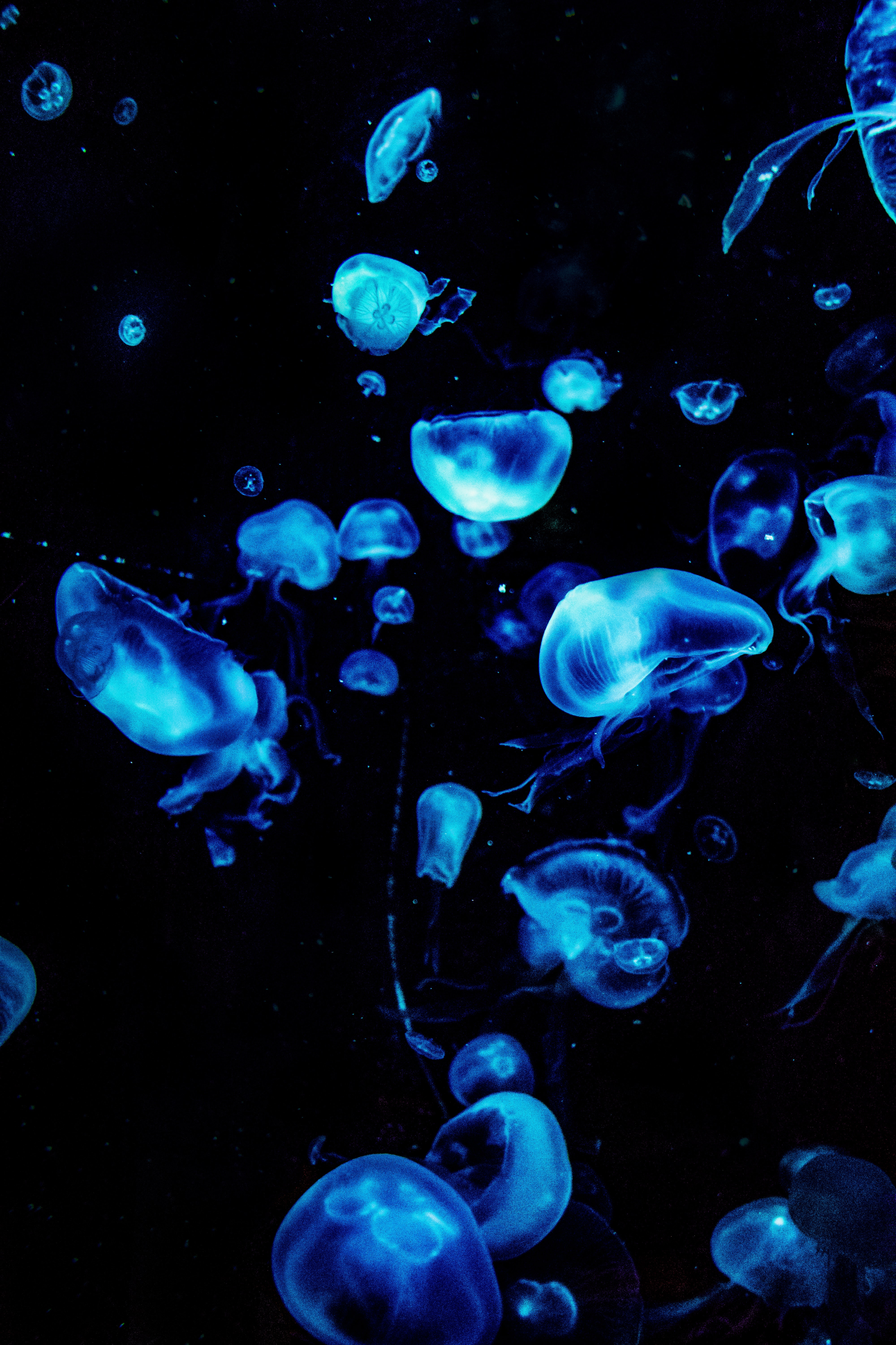 Jellyfish Blue Glow Underwater Dark