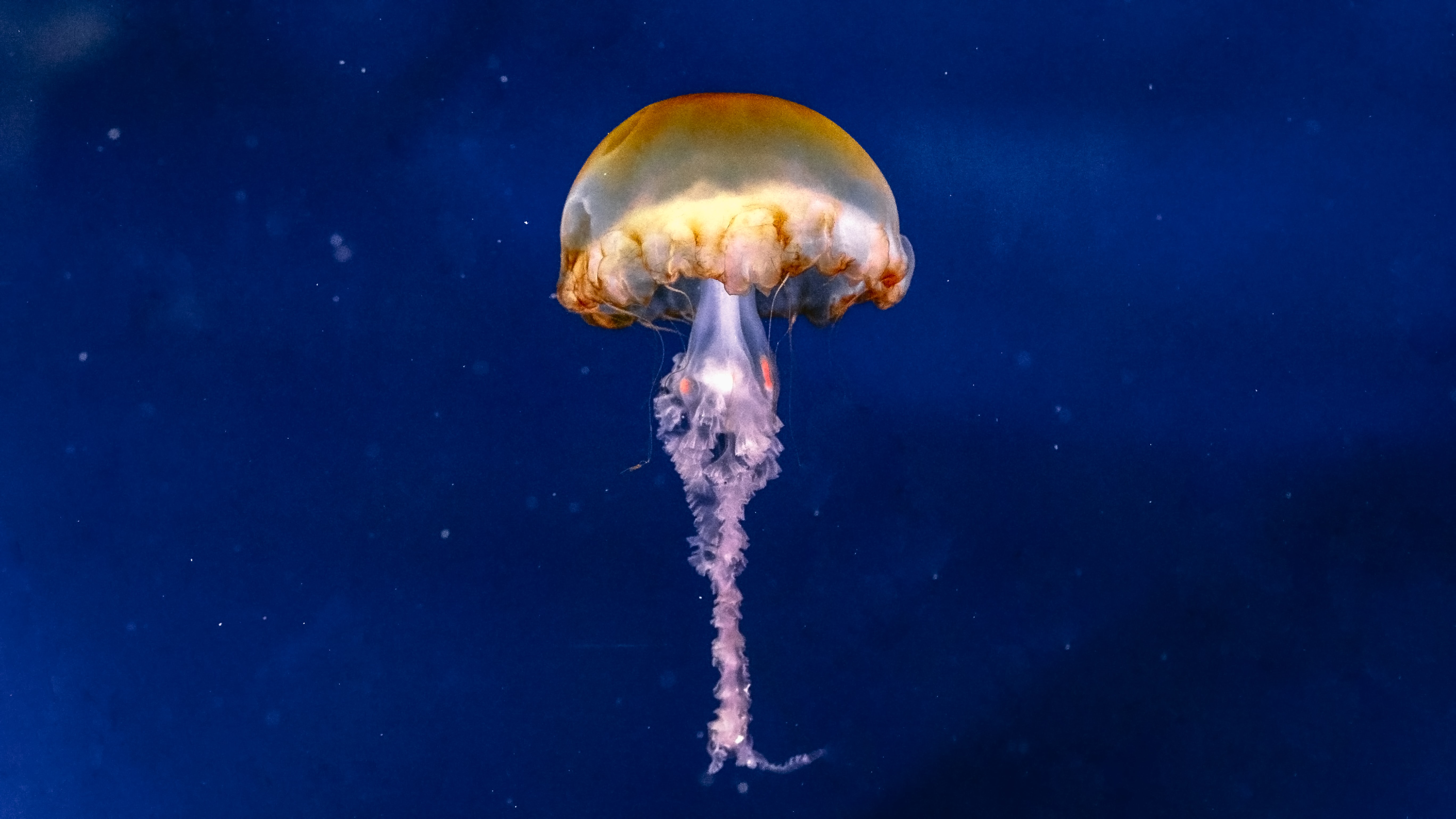 Jellyfish Brown Underwater Sea Depth