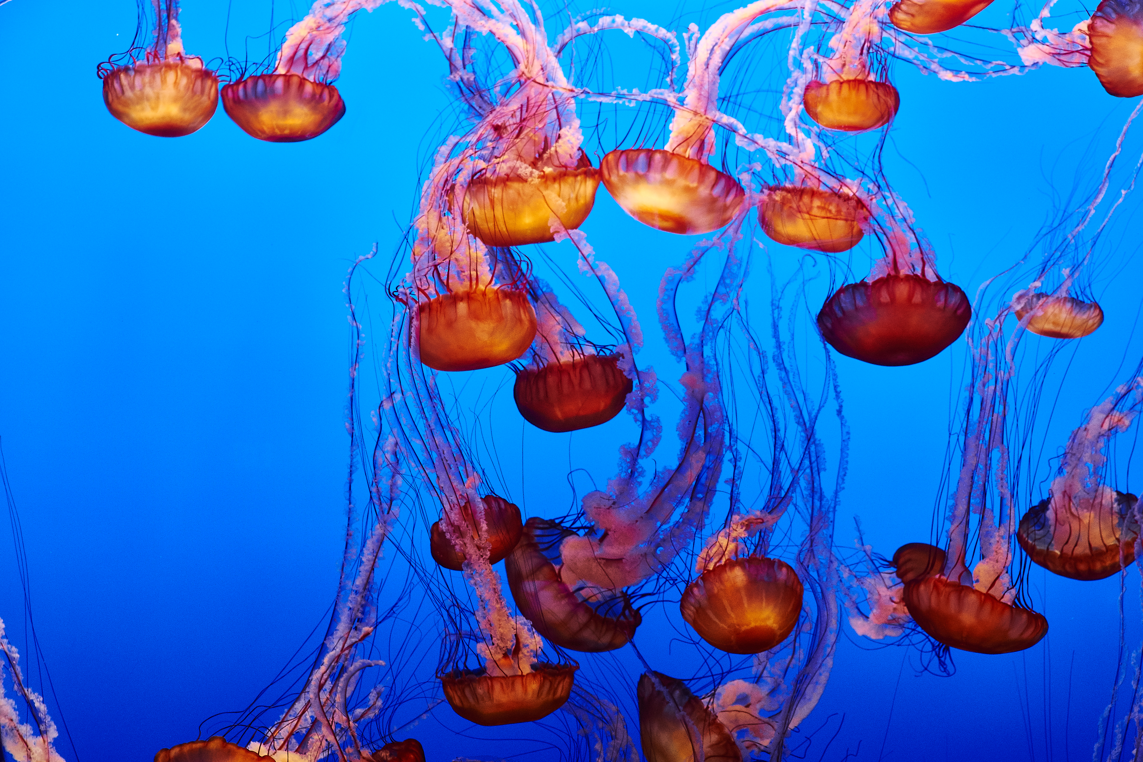 Jellyfish Underwater Water Blue