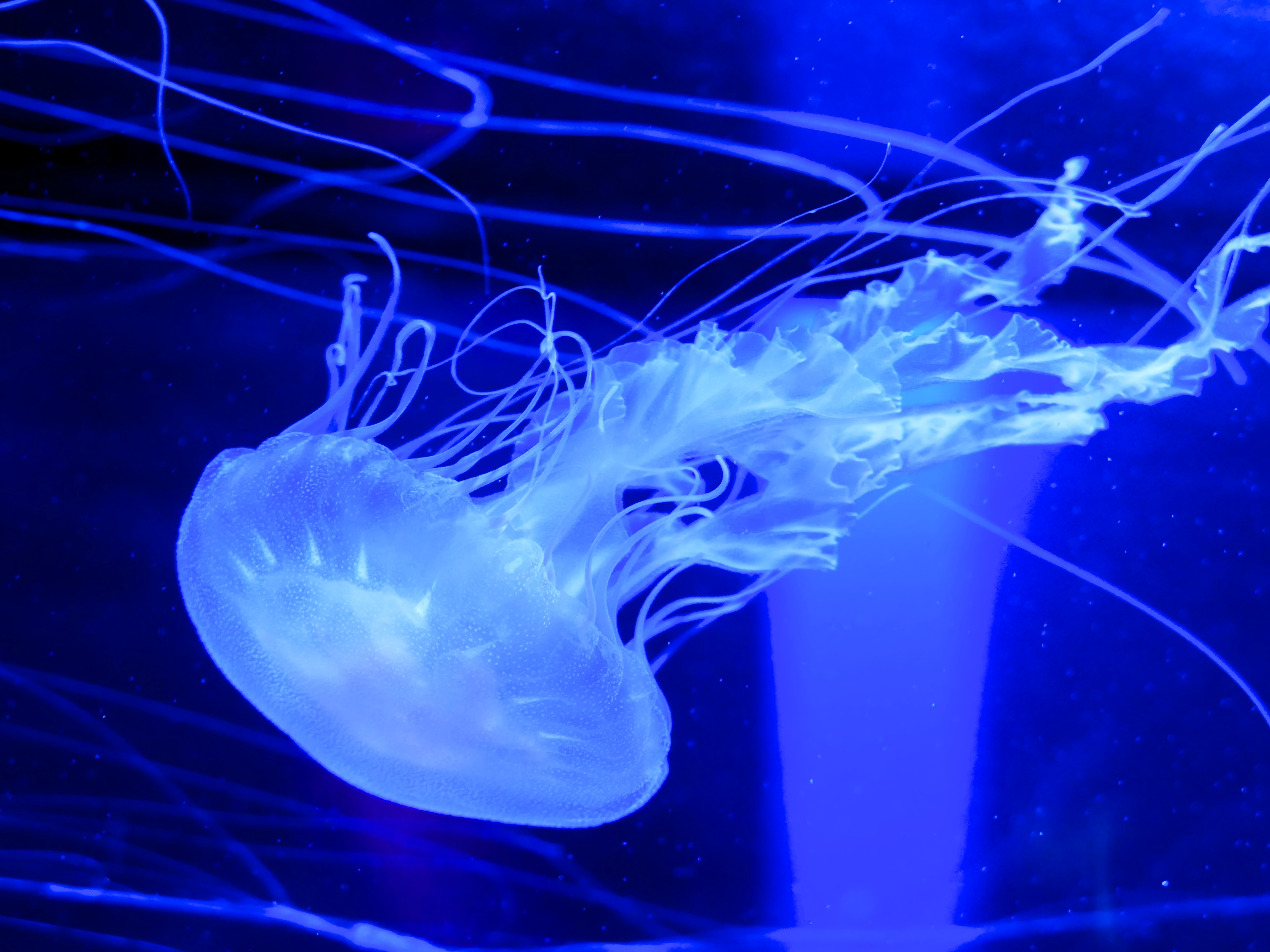 Jellyfish Water Underwater Blue