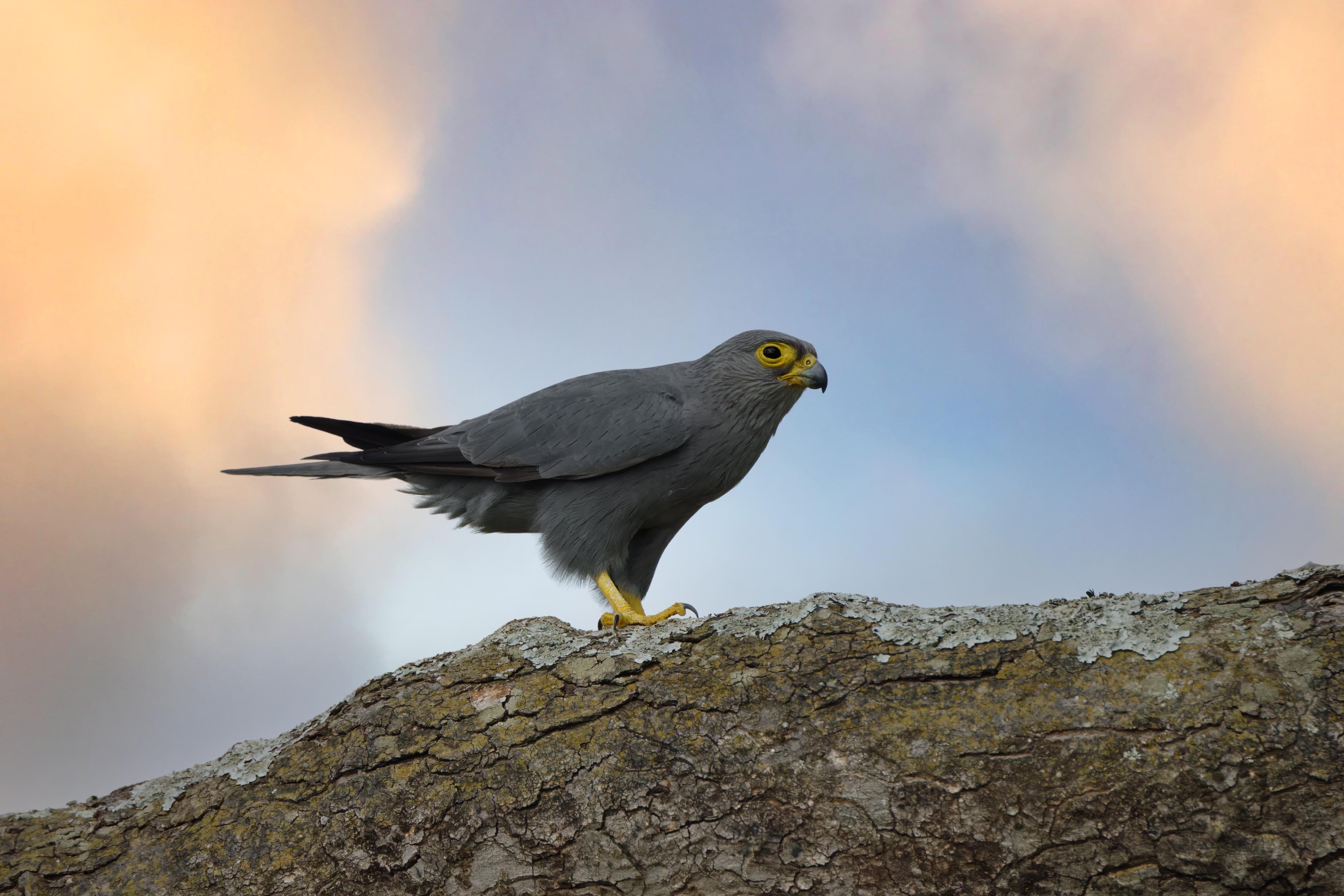 Kestrel Bird Tree Wildlife