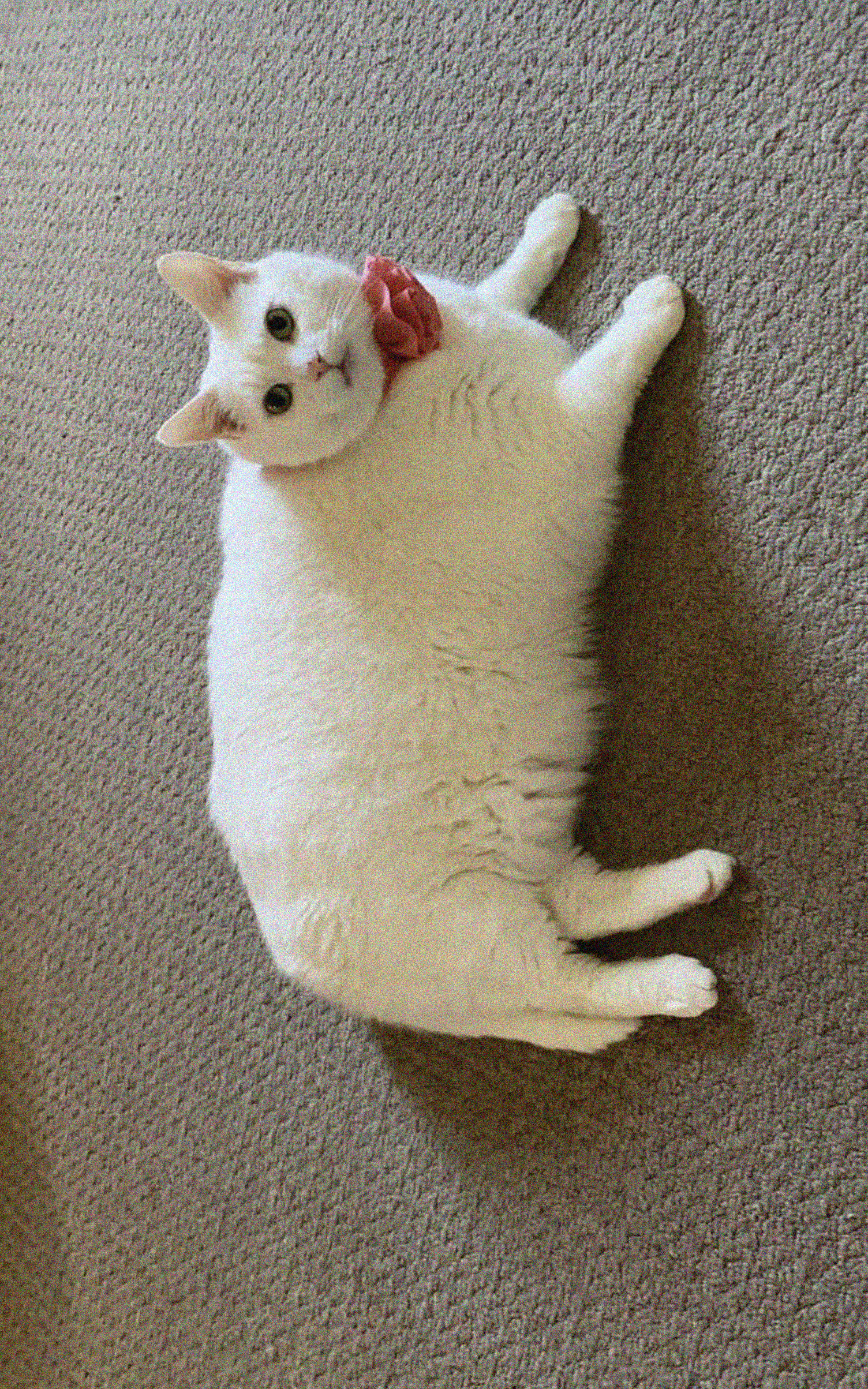 King-duncan Fat-cat Cat Bow Bandage Cute