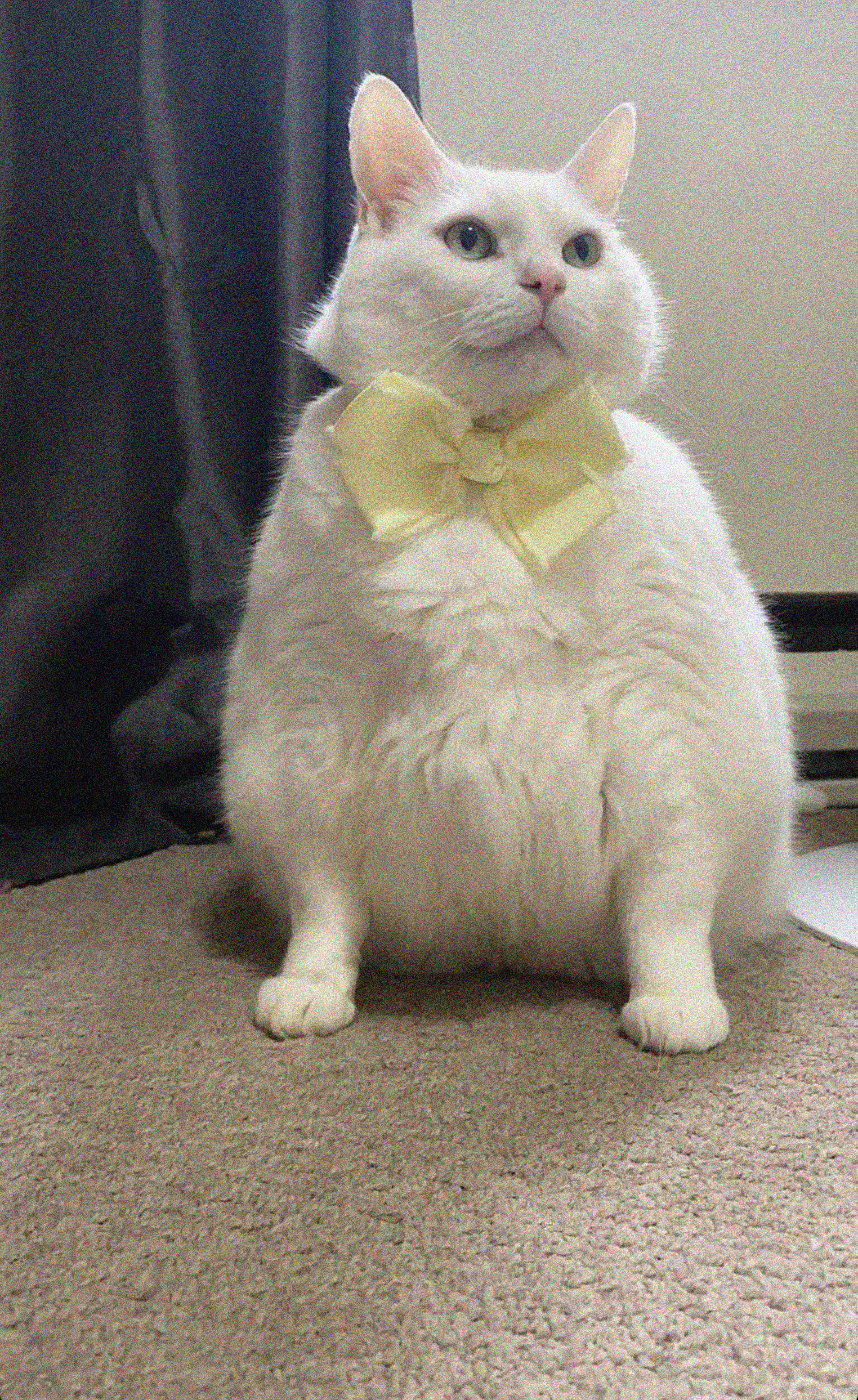 King-duncan Fat-cat Cat Bow Cute