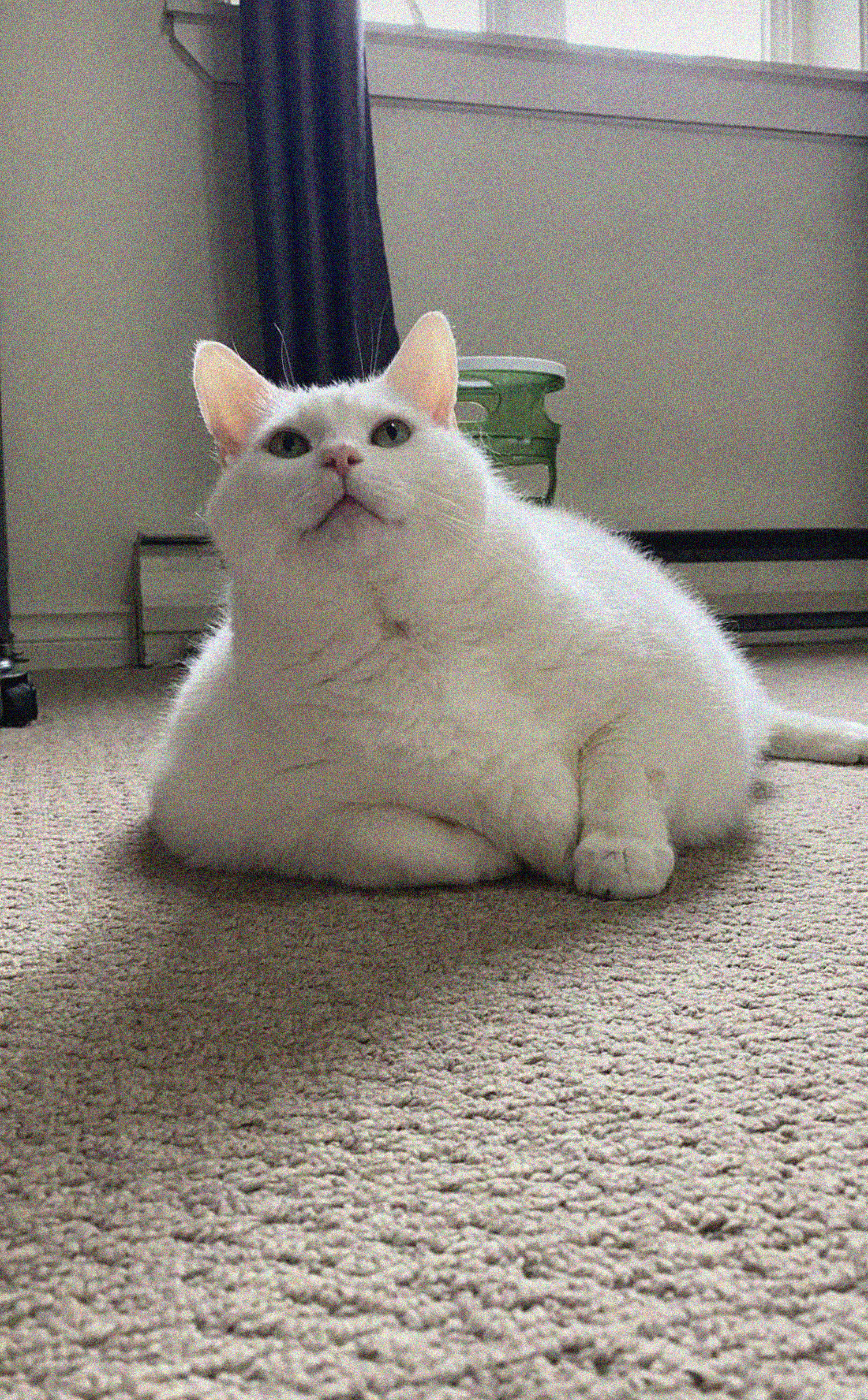 King-duncan Fat-cat Cat Glance Pet Fluffy