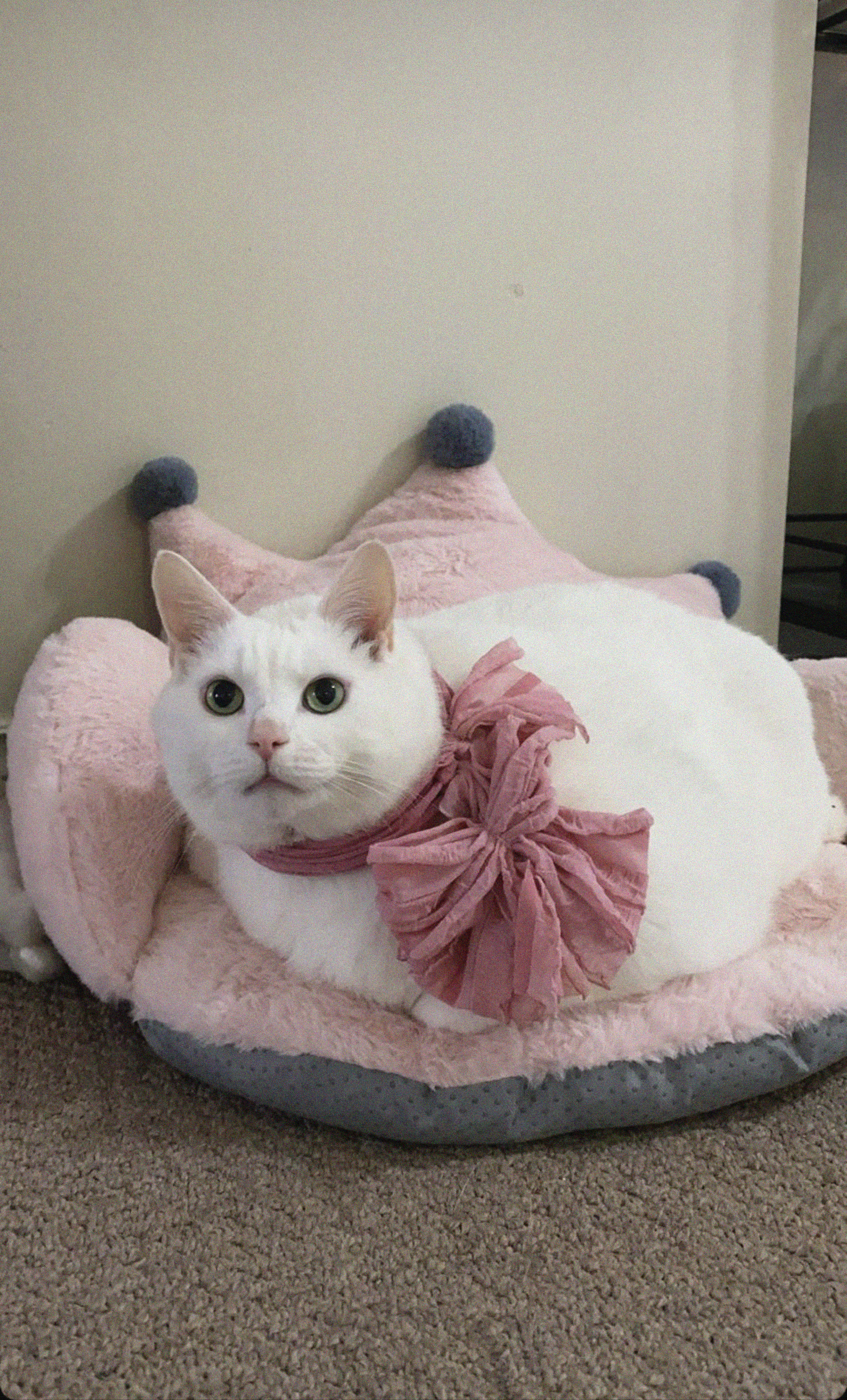 King-duncan Fat-cat Cat Pet Glance White