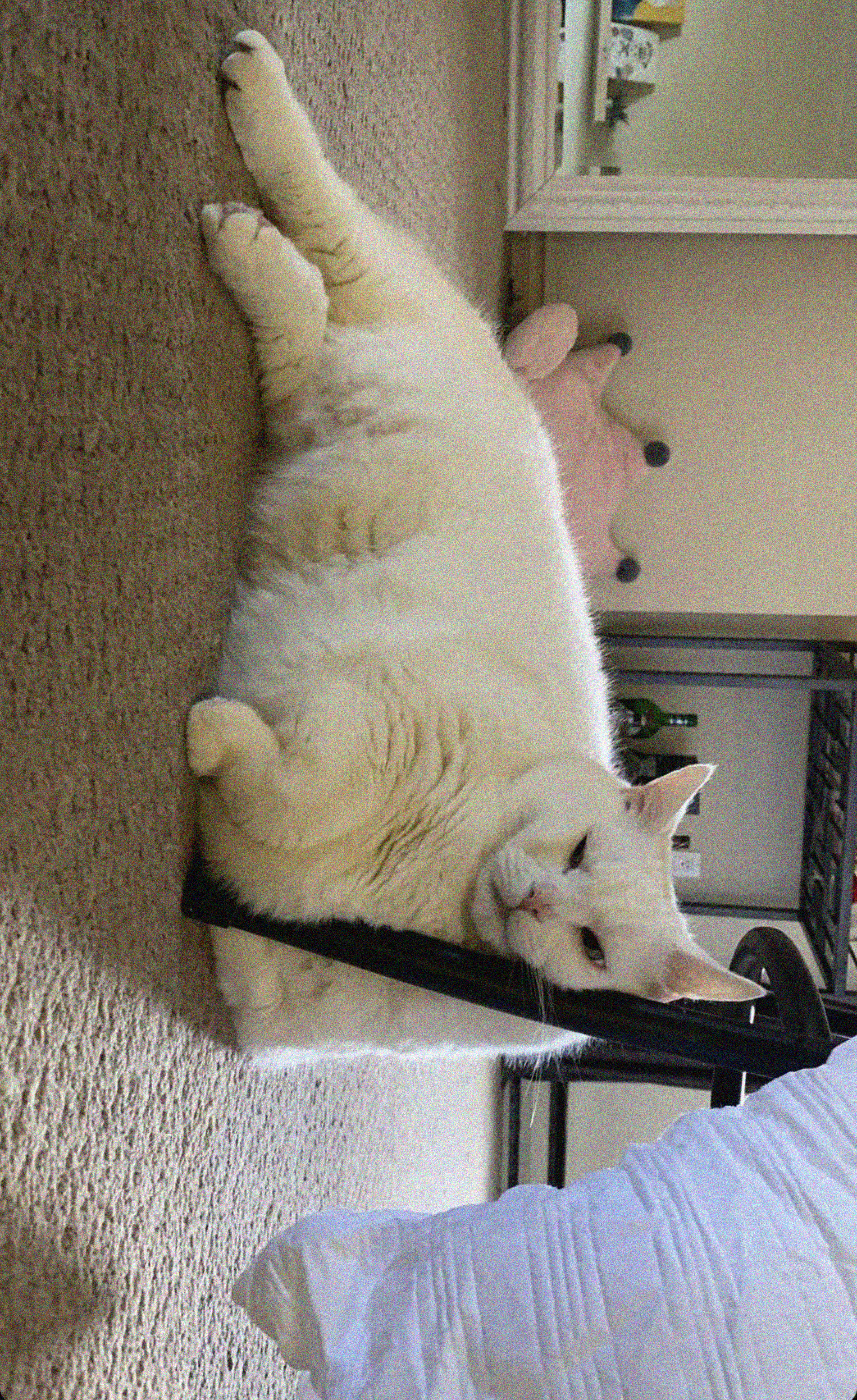 King-duncan Fat-cat Cat White Relax