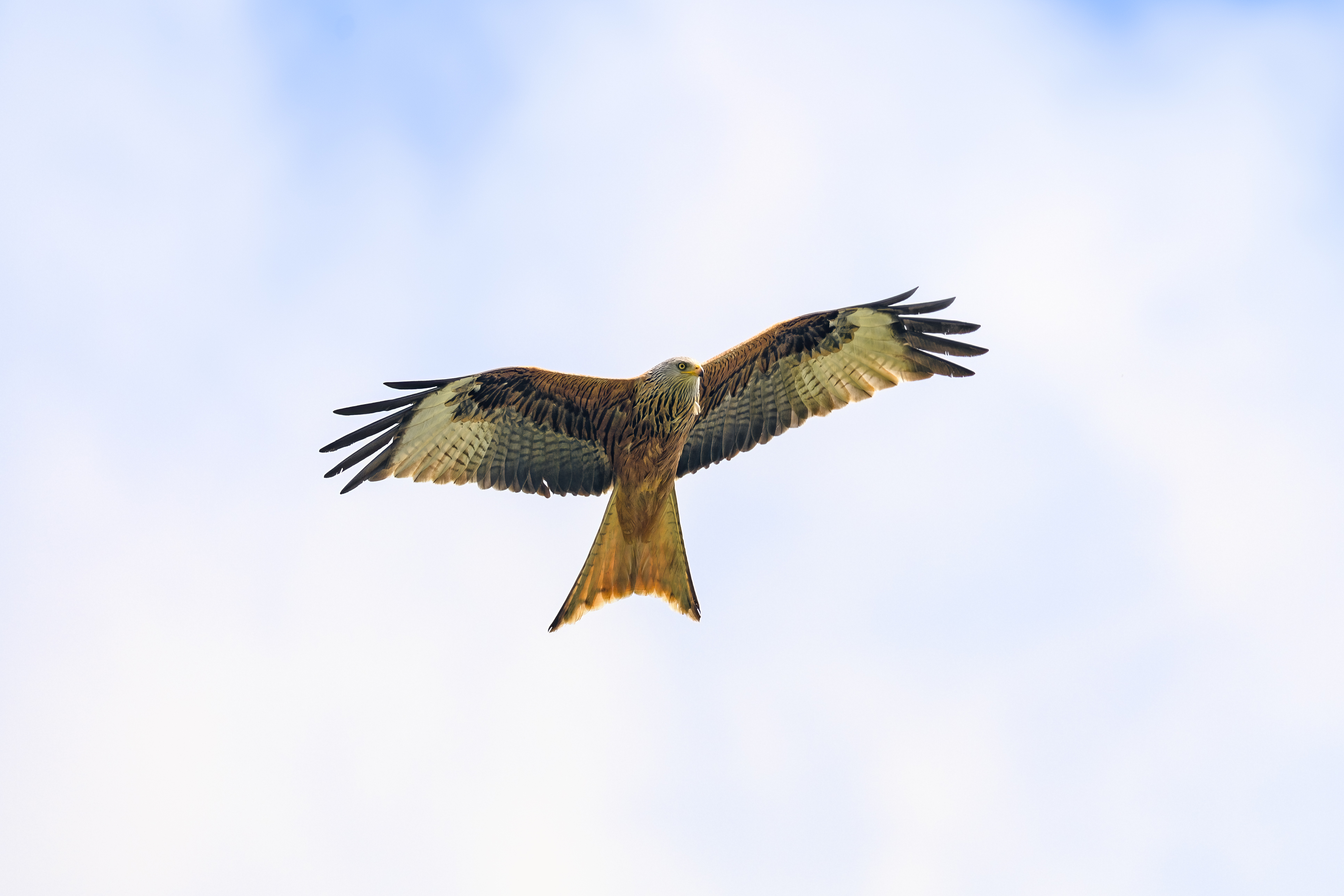 Kite Bird Flight Sky