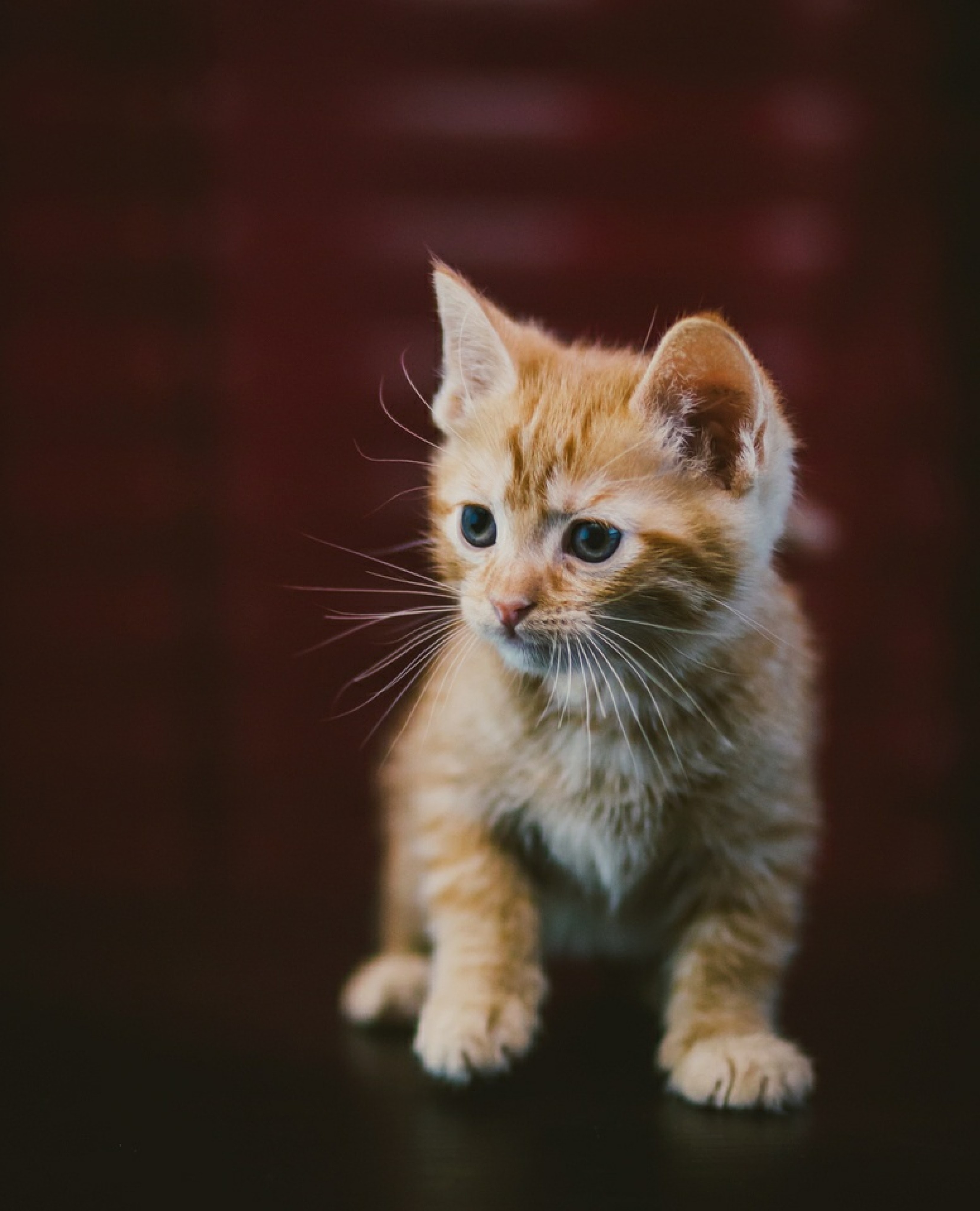 Kitten Cat Animal Red Cute