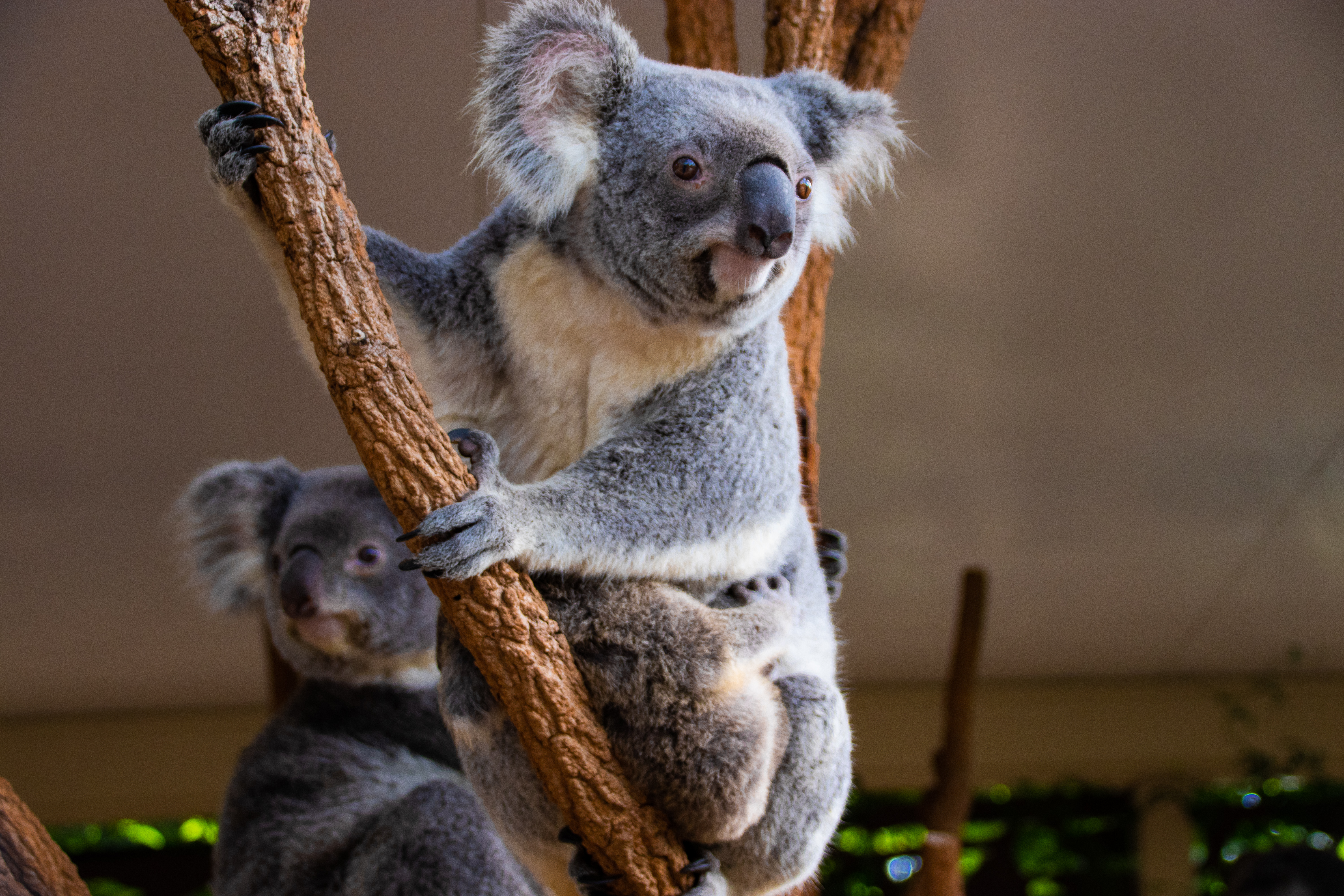 Koala Animal Glance Branches