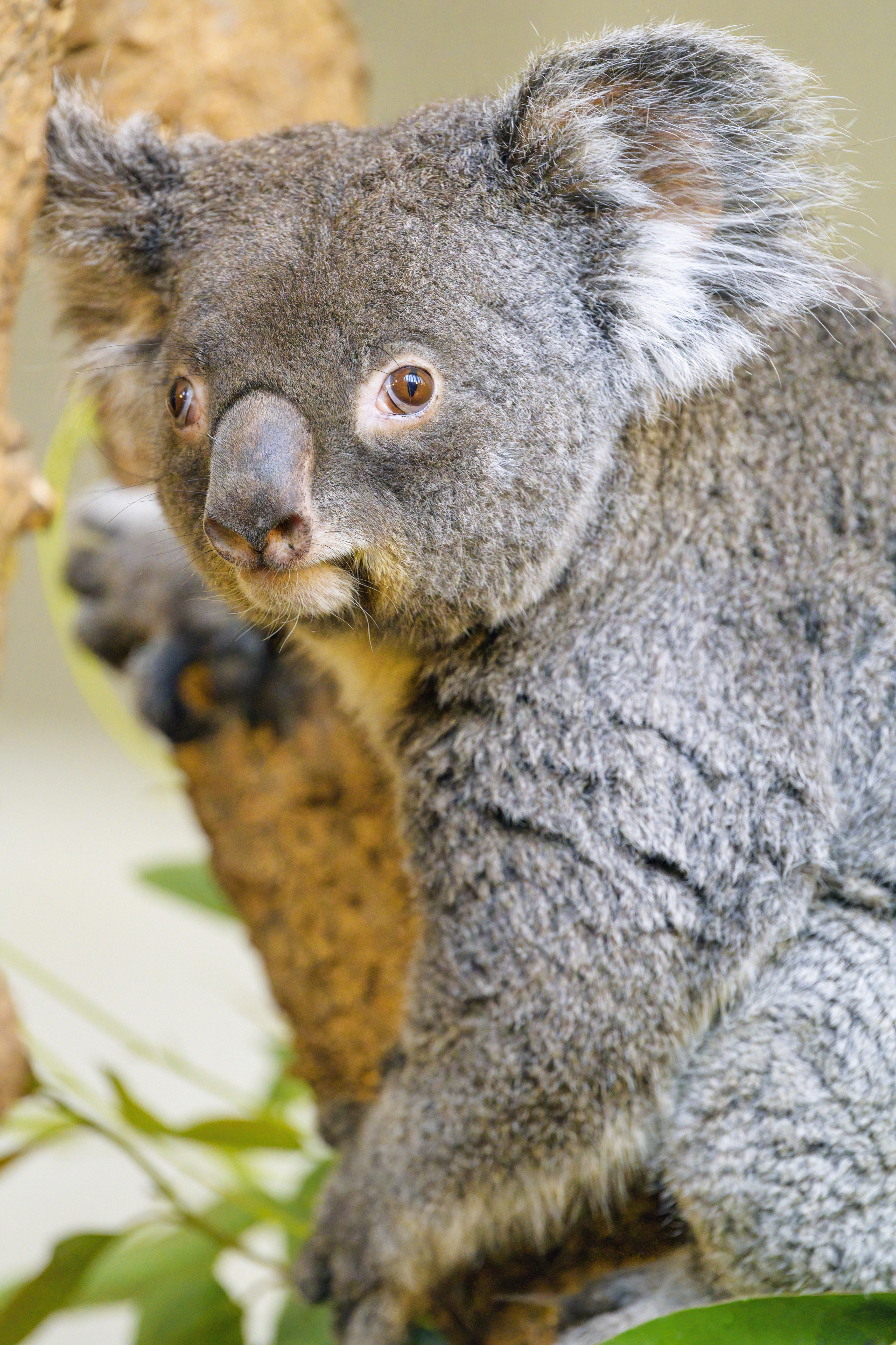 Koala Animal Glance Tree