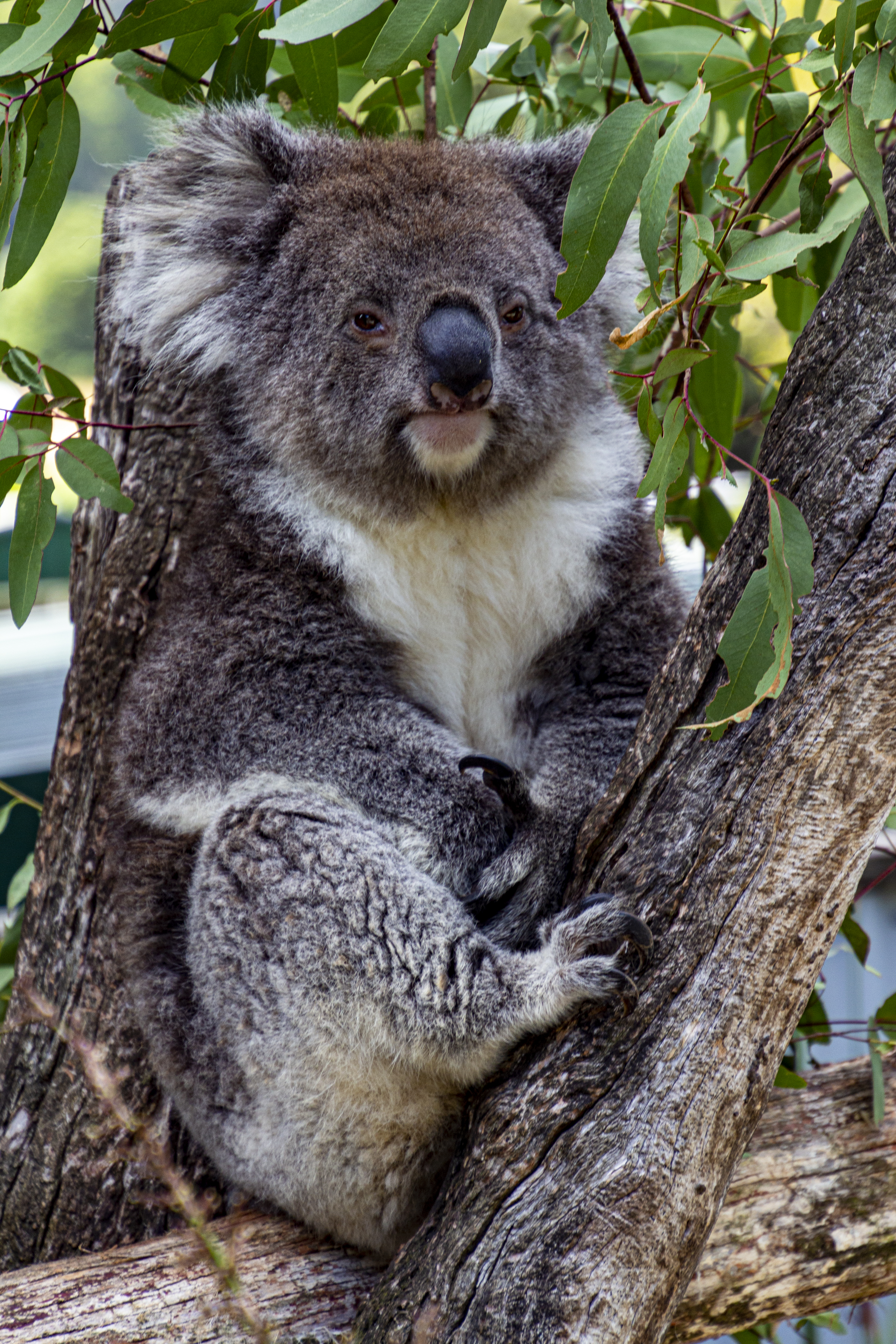 Koala Animal Tree Leaves