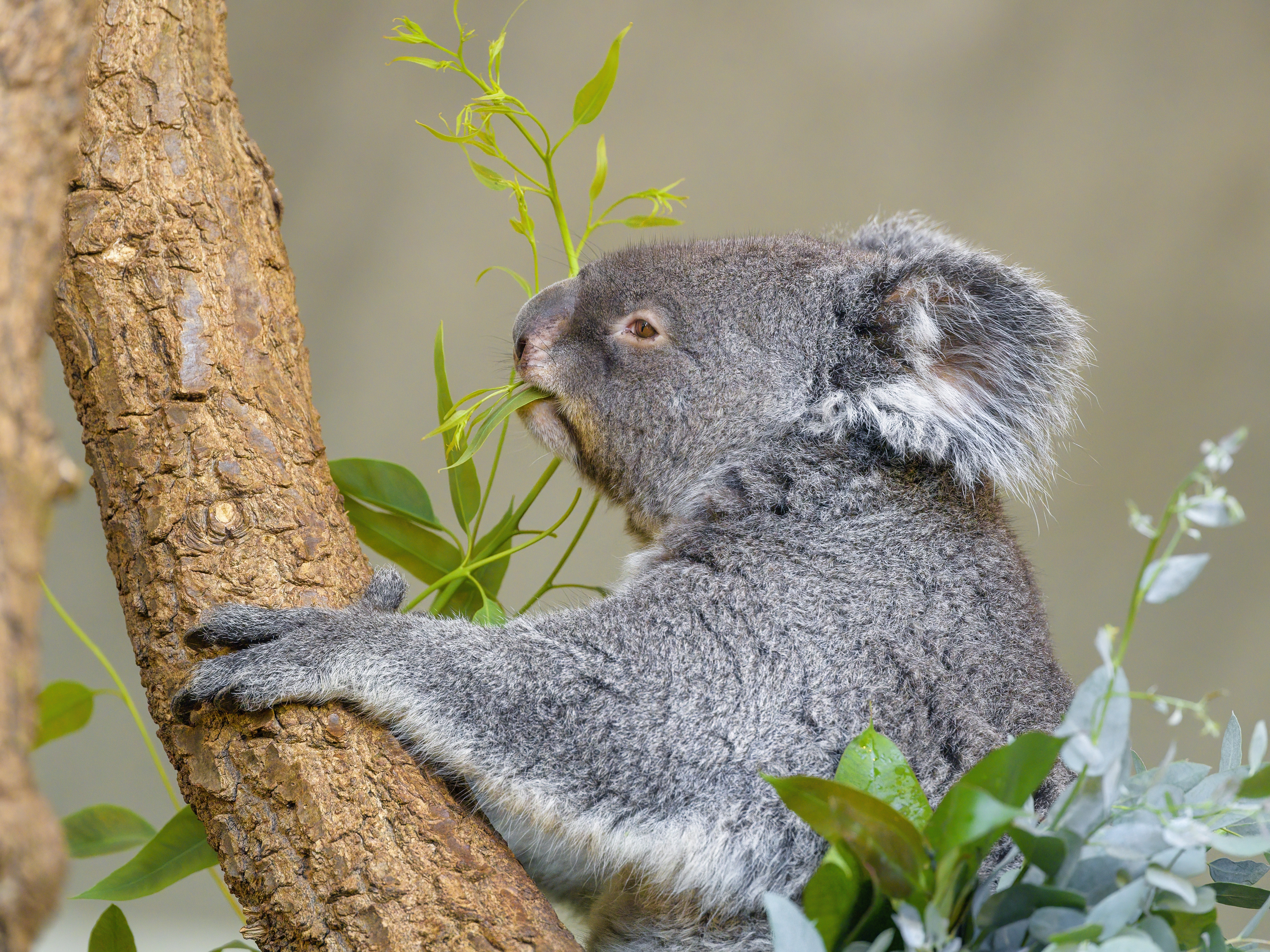 Koala Animal Tree Leaves Wildlife