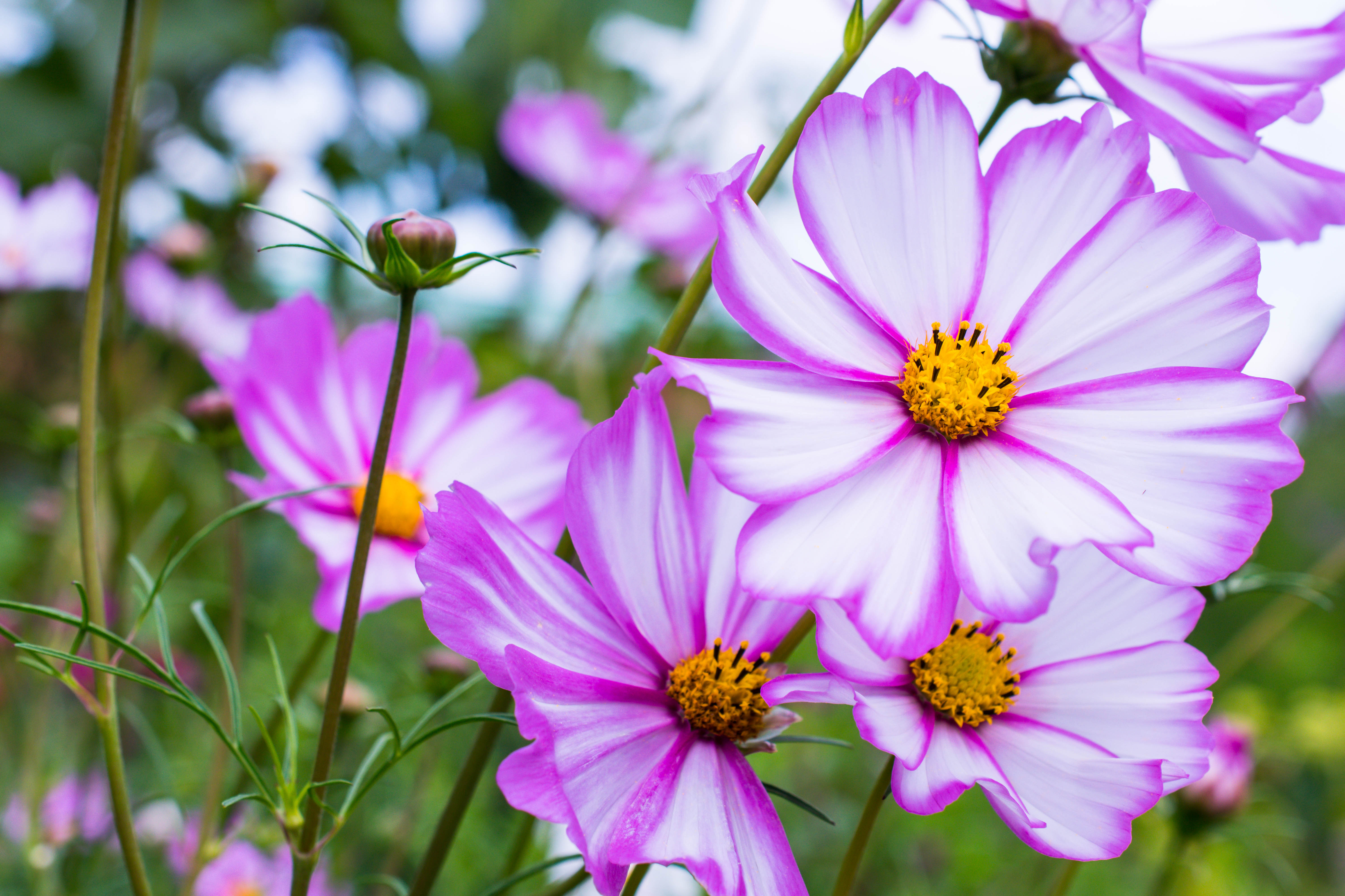 Kosmeya Flowers Petals Macro Purple