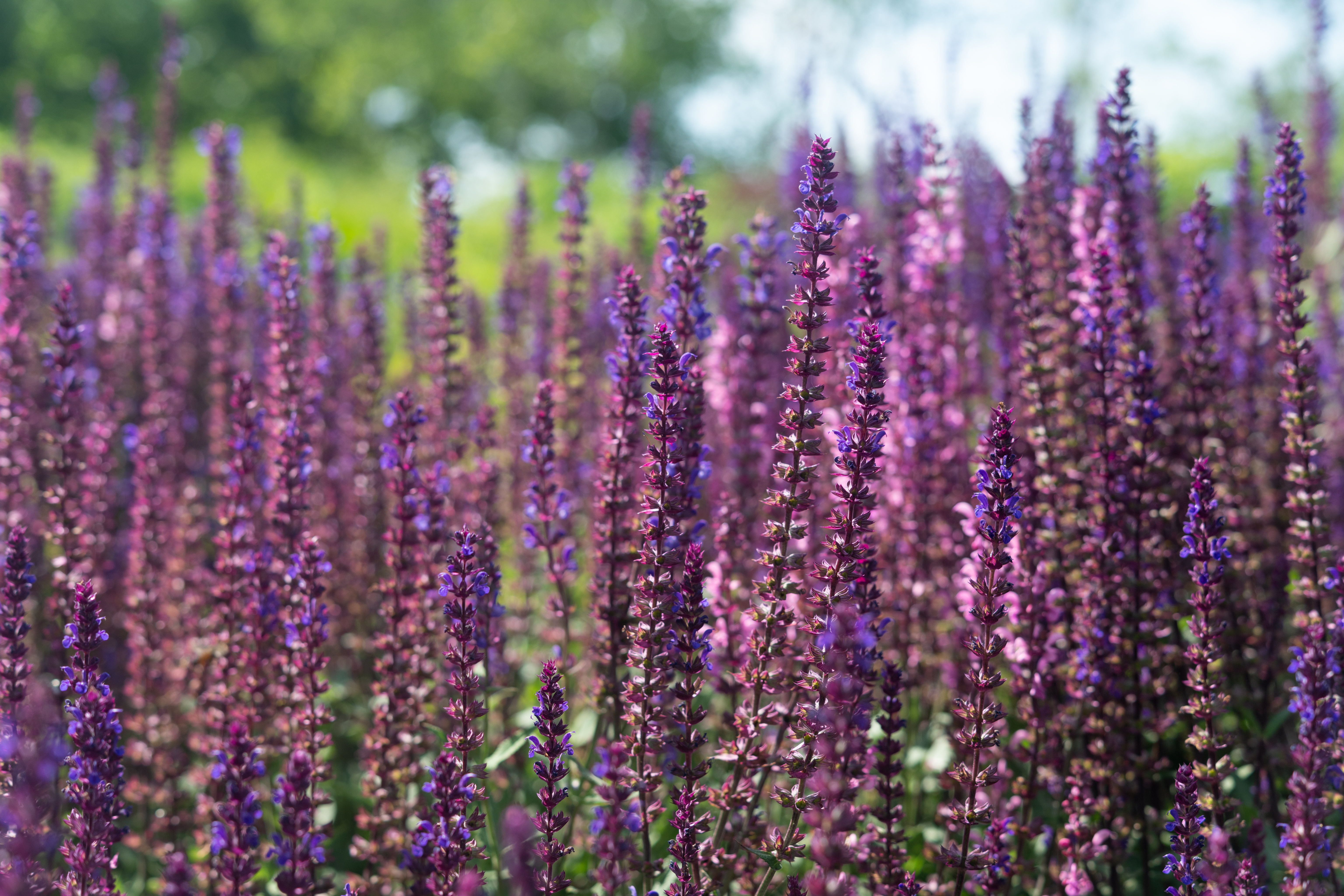 Lavender Flowers Plant Field Purple Macro