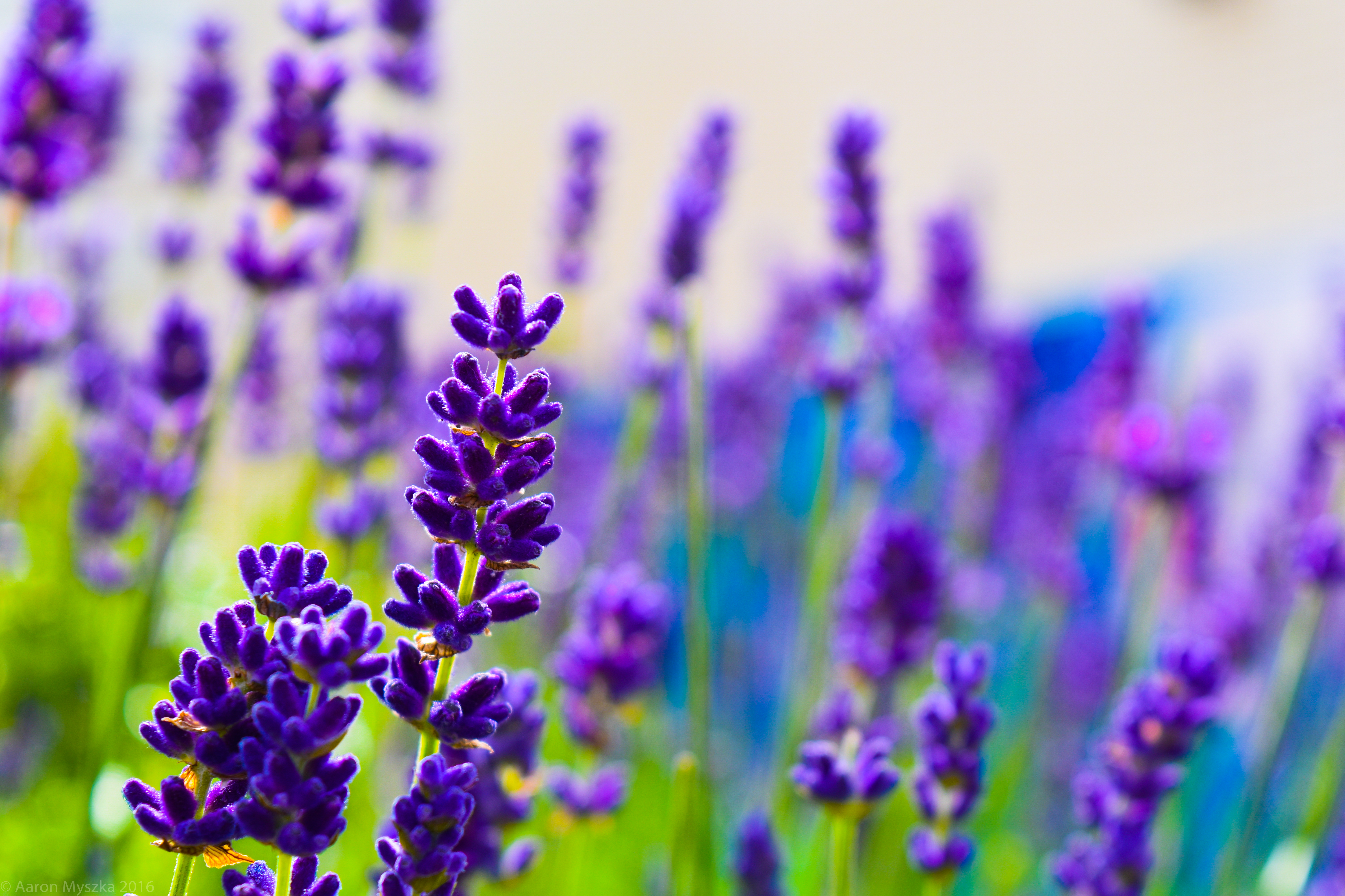 Lavender Flowers Plants Purple Macro